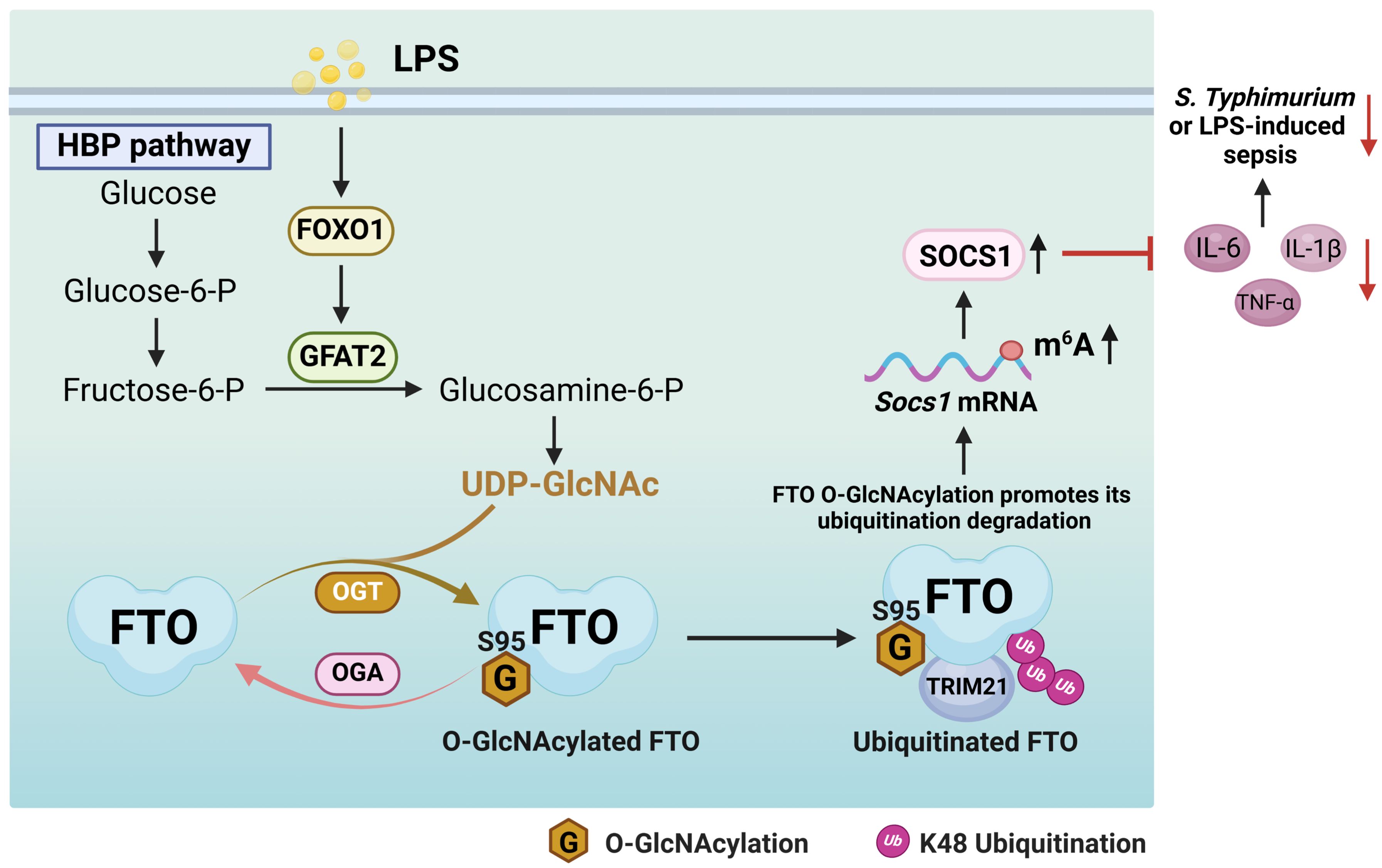 Diagram illustrating the process of G-GlcNAcylation of FTO and its impact on SOCS1 mRNA regulation. The hexosamine biosynthetic pathway (HBP) converts glucose to Glucosamine-6-P via GFAT2. This leads to UDP-GlcNAc production, modifying FTO at serine 95, mediated by OGT, and reversed by OGA. O-GlcNAcylation of FTO promotes its ubiquitination and degradation. The process upregulates SOCS1 mRNA and m^6A modification, inhibiting the pro-inflammatory cytokines IL-6, IL-1β, and TNF-α during S. Typhimurium or LPS-induced sepsis. Key molecular interactions and enzyme roles are depicted.