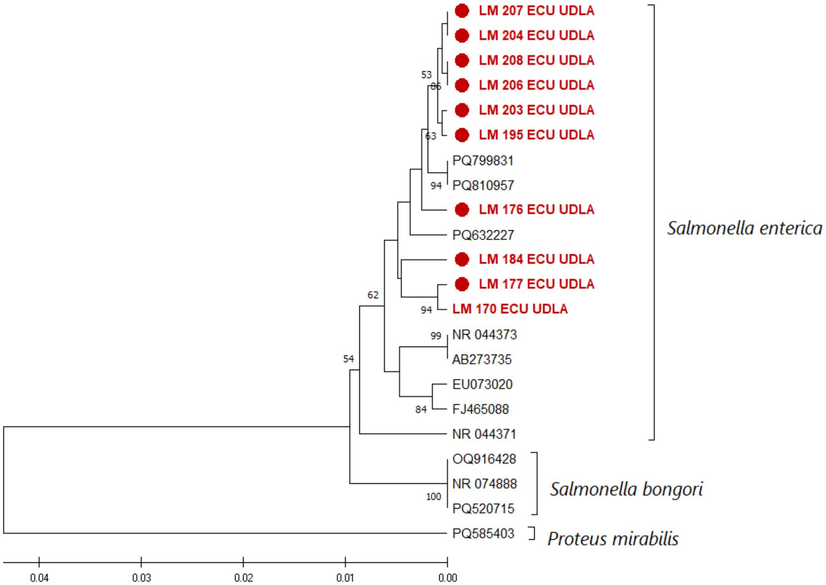Phylogenetic tree depicting relationships among bacterial strains. The tree includes clusters labeled as *Salmonella enterica*, *Salmonella bongori*, and *Proteus mirabilis*. Several strains of *Salmonella enterica* from the ECU UDLA group are highlighted with red dots. Bootstrap values are shown at nodes to indicate confidence levels. The scale bar represents genetic distance.