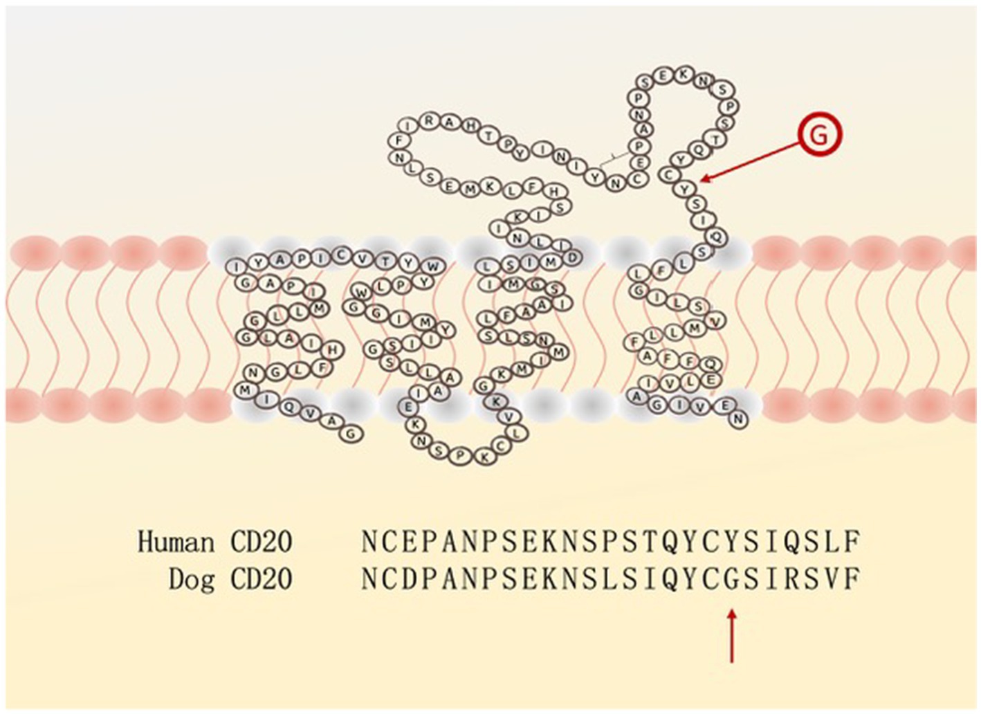 Diagram of CD20 protein with an amino acid sequence depicted crossing a cell membrane. Specific amino acids are highlighted in circles. A red arrow indicates an amino acid substitution in dog CD20 (G). A comparison of amino acid sequences from human and dog CD20 is shown below, highlighting differences.