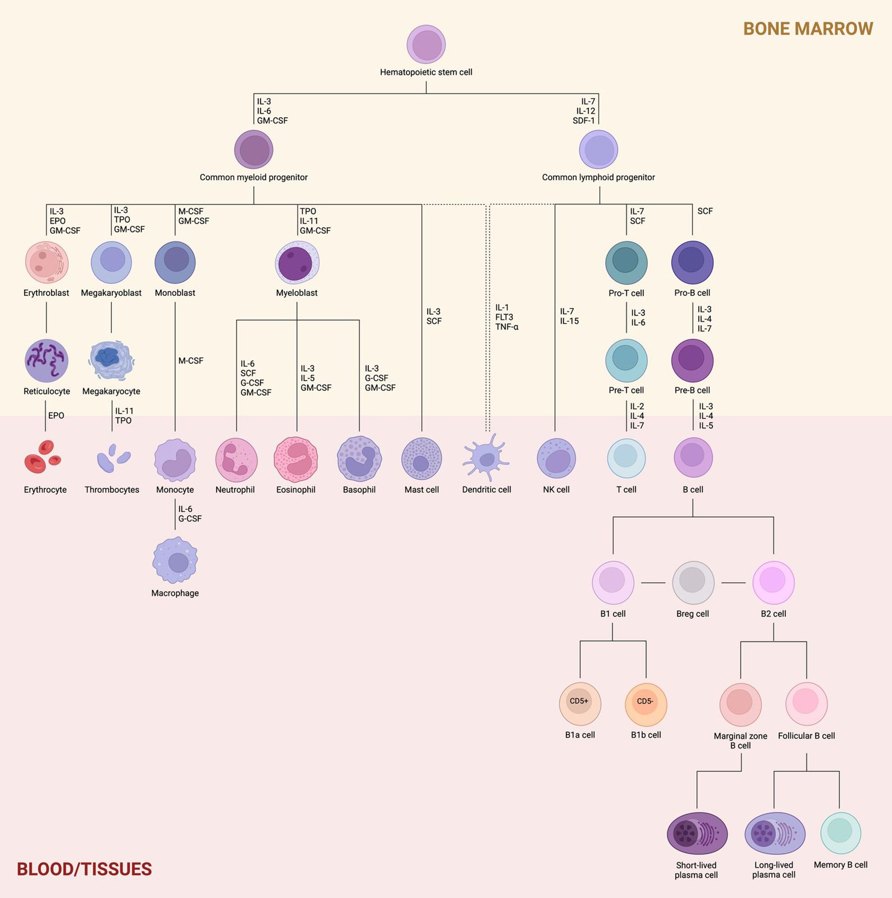 Flow chart illustrating human hematopoiesis, starting from a hematopoietic stem cell, diverging into common myeloid and lymphoid progenitors. Myeloid pathway leads to various blood cells like erythrocytes, megakaryocytes, and macrophages. Lymphoid pathway forms T and B cells. Cytokines and factors influencing each differentiation stage are specified, showing development in bone marrow to blood/tissues.
