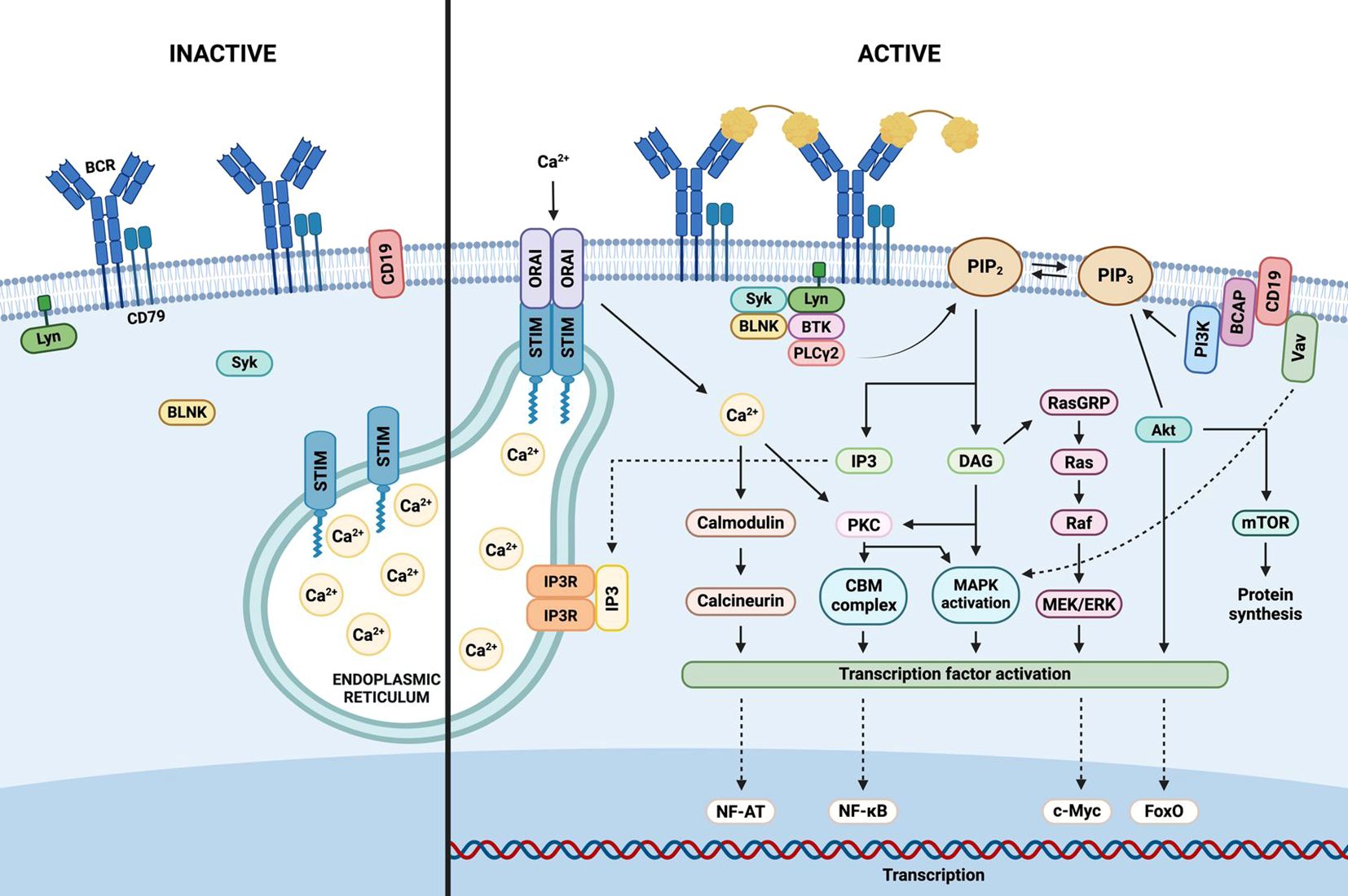 Diagram comparing inactive and active B cell signaling pathways. Left side shows inactive state with BCR, CD79, and Lyn on the membrane. Right side shows active state with BCR cross-linking, ORAI and STIM activation, increased calcium influx, and pathways leading to transcription factor activation (NF-AT, NF-kB, c-Myc, FoxO) and protein synthesis via mTOR. Includes molecules like PLCγ2, IP3, DAG, and MAPK.