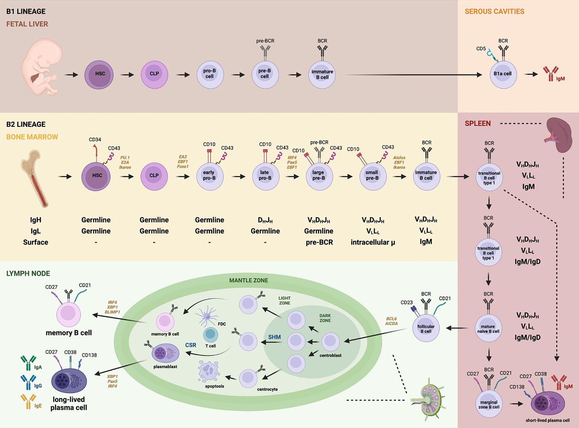 Diagram illustrating B cell development in the fetal liver and bone marrow showing progression from hematopoietic stem cells (HSC) to immature and mature B cells. It includes pathways in the lymph node and spleen, highlighting key stages like pro-B cells, pre-B cells, and transitional B cells, with associated markers and processes like IgM and IgD expression, BCR signaling, and class switch recombination.