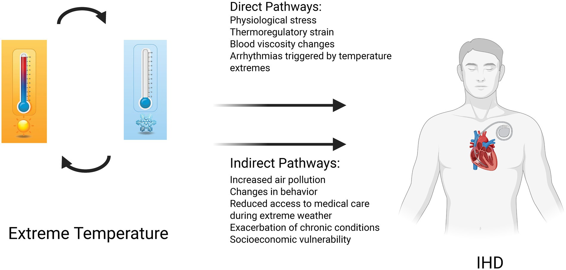 Illustration showing the effects of extreme temperatures on ischemic heart disease (IHD). Two thermometers depict hot and cold temperatures. Arrows indicate direct and indirect pathways affecting the heart. Direct pathways include physiological stress and blood viscosity changes. Indirect pathways include increased air pollution and socioeconomic vulnerability.