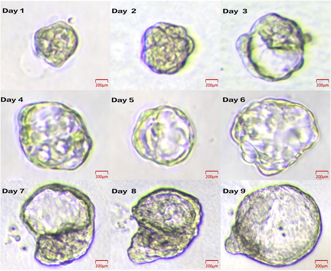 Series of micrographs showing the development of a spherical cell cluster over nine days. Each image from day one to day nine, labeled accordingly, depicts gradual changes in the cluster's size and shape. The scale bar measures two hundred micrometers, and the color variations suggest cellular differentiation or structural changes.