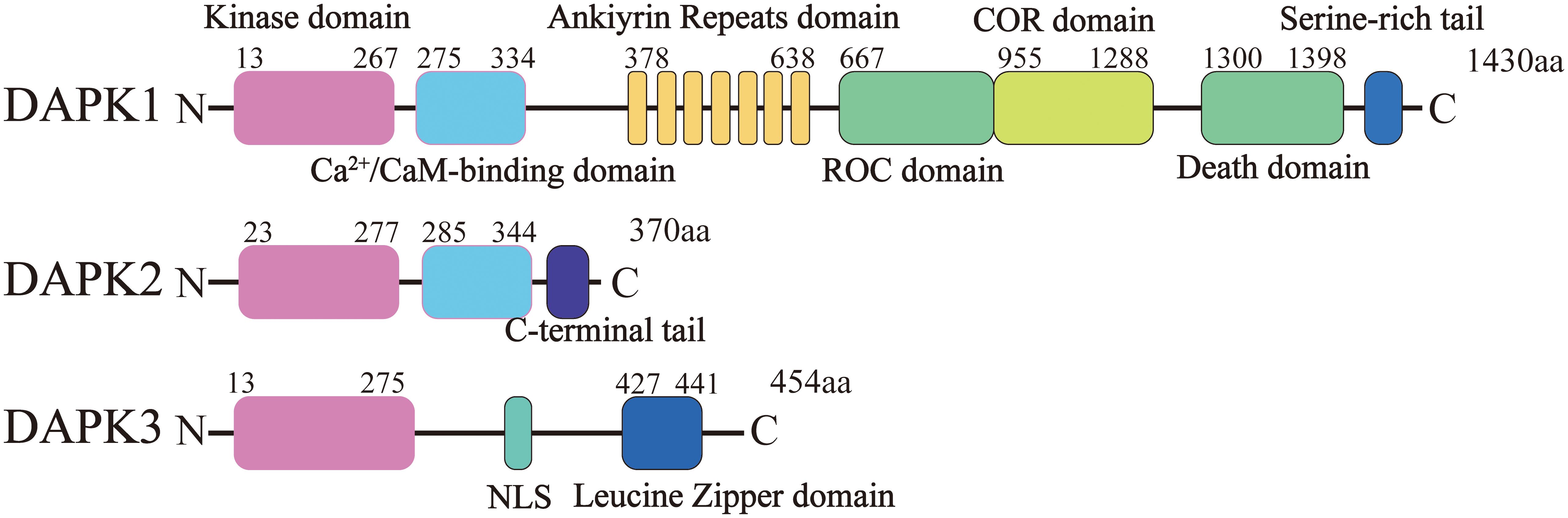 Diagram of DAPK protein structures. DAPK1 includes a kinase domain, Ca2+/CaM-binding domain, ankyrin repeats, ROC, COR, and death domains, ending with a serine-rich tail. DAPK2 has similar domains but ends with a C-terminal tail. DAPK3 features a kinase domain, NLS, and leucine zipper domain. Each protein's domains are marked with amino acid positions.