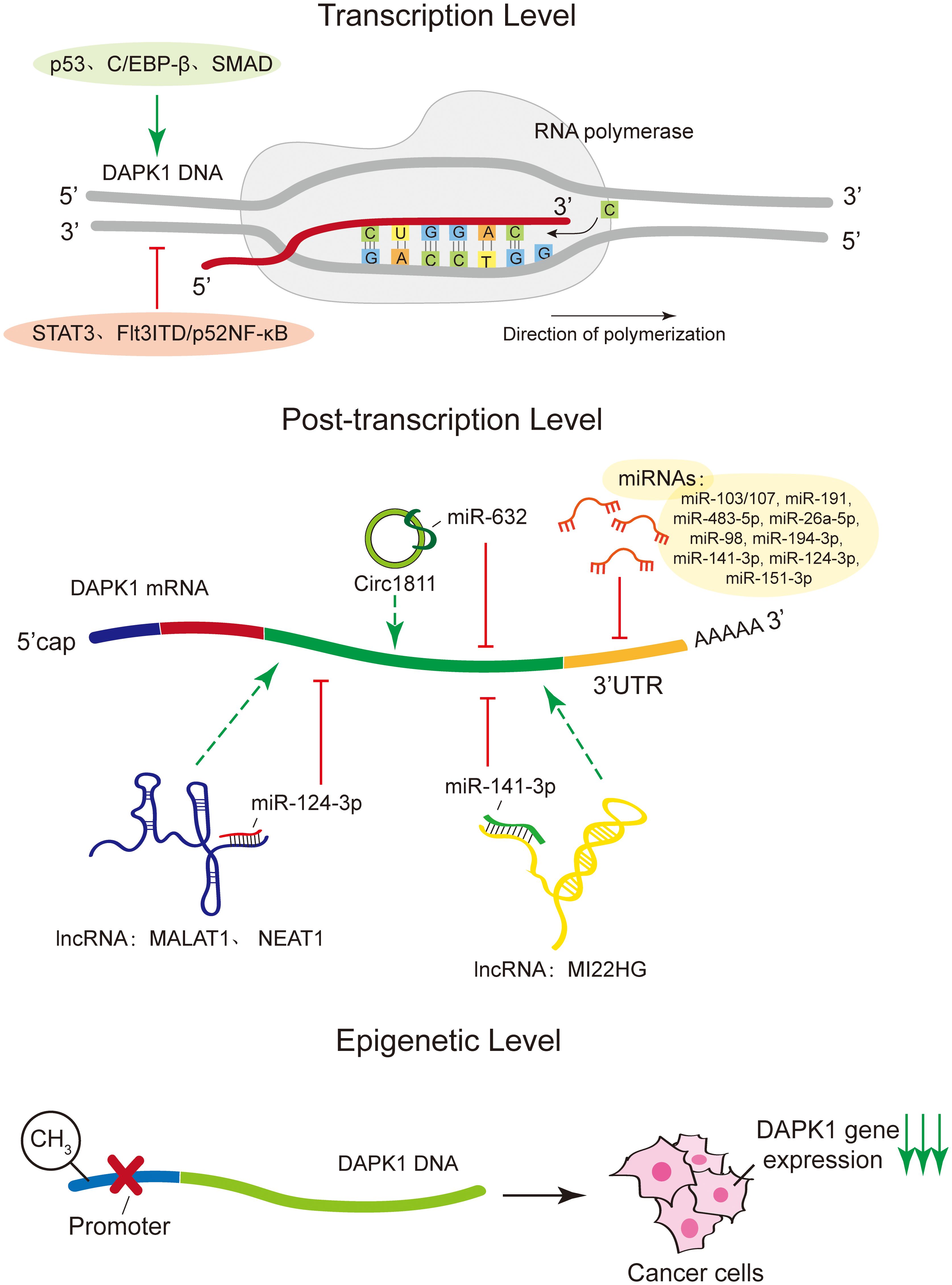 Diagram illustrating regulation of DAPK1 expression at three levels: transcription, post-transcription, and epigenetic. Transcription involves DNA regulation by factors like p53. Post-transcriptional control involves miRNAs and lncRNAs interacting with DAPK1 mRNA. Epigenetic level shows methylation at the promoter leading to altered gene expression in cancer cells.