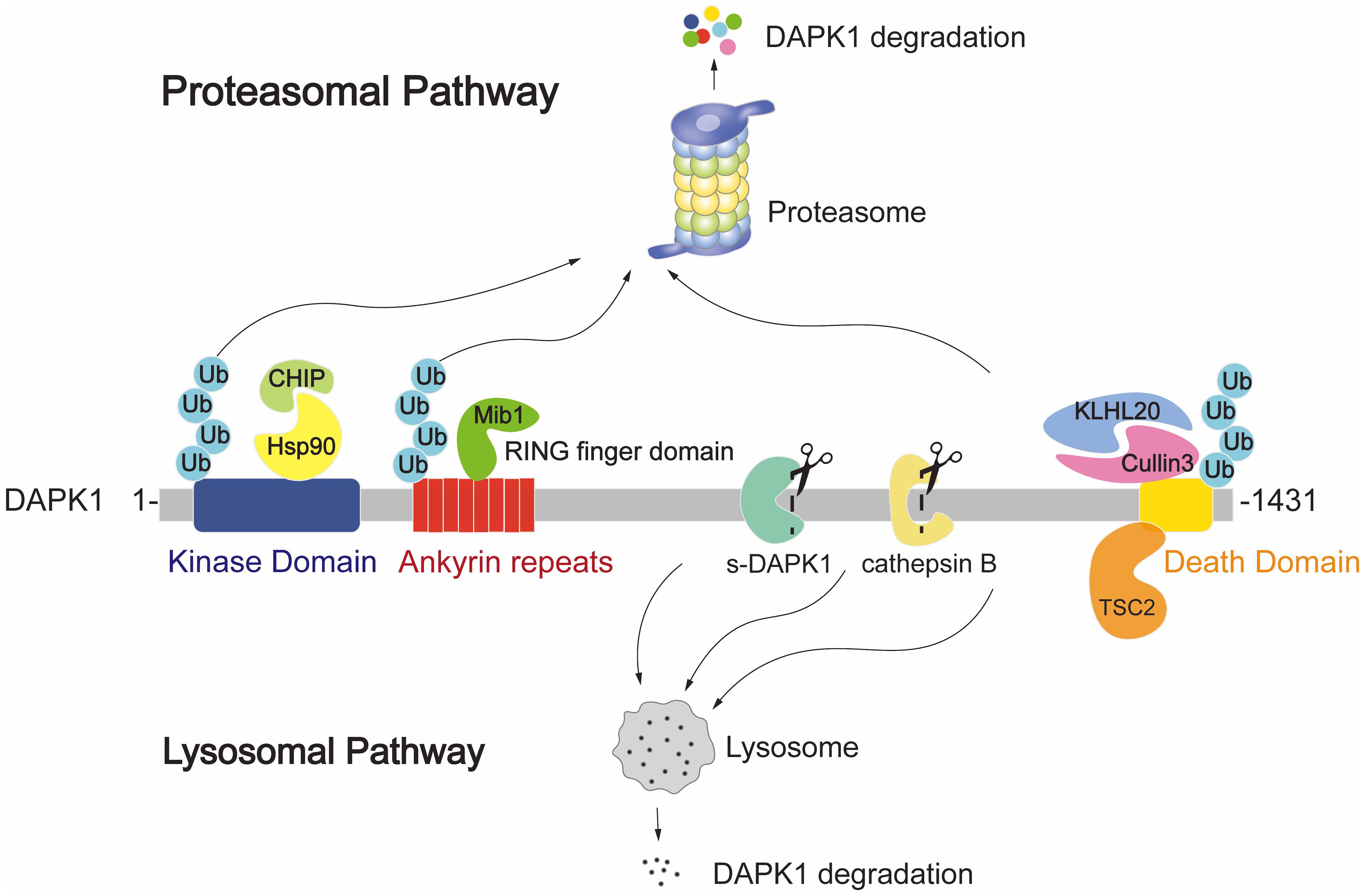 Diagram of DAPK1 degradation pathways. The top section shows the proteasomal pathway involving CHIP, Hsp90, Mib1, Ub (ubiquitin), and a proteasome. Key domains include the Kinase Domain, Ankyrin Repeats, and Death Domain. The bottom section illustrates the lysosomal pathway with s-DAPK1, cathepsin B, and a lysosome. Both pathways lead to DAPK1 degradation.