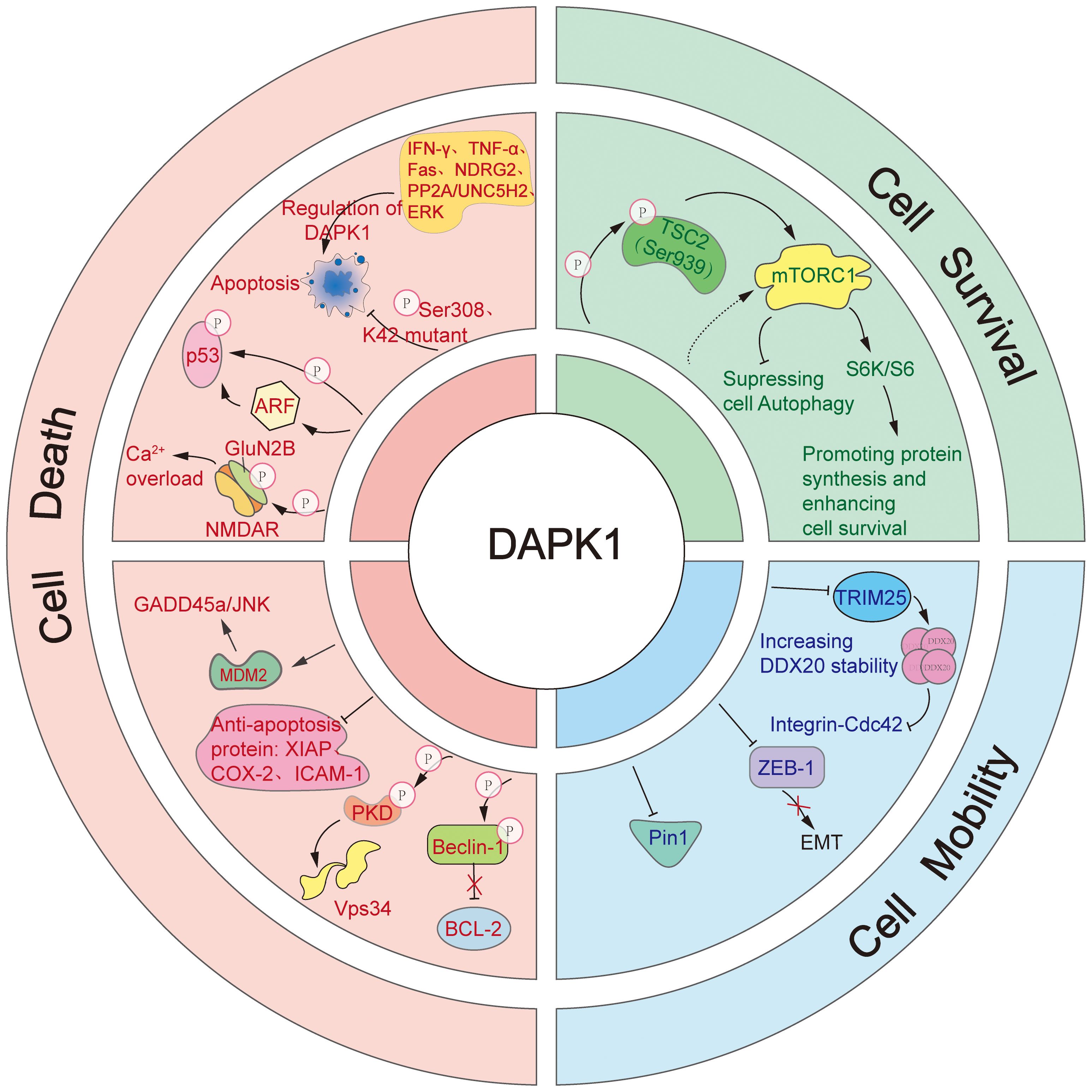 Diagram illustrating the functions of DAPK1 in cell death, survival, and mobility. The left section details pathways related to apoptosis, including p53 and NMDAR involvement. The right section shows pathways promoting cell survival through mTORC1, TSC2, and protein synthesis. The bottom area describes cell mobility mechanisms involving TRIM25, ZEB-1, and integrin-Cdc42. Each pathway shows specific proteins and processes, divided into sections by colored arcs.