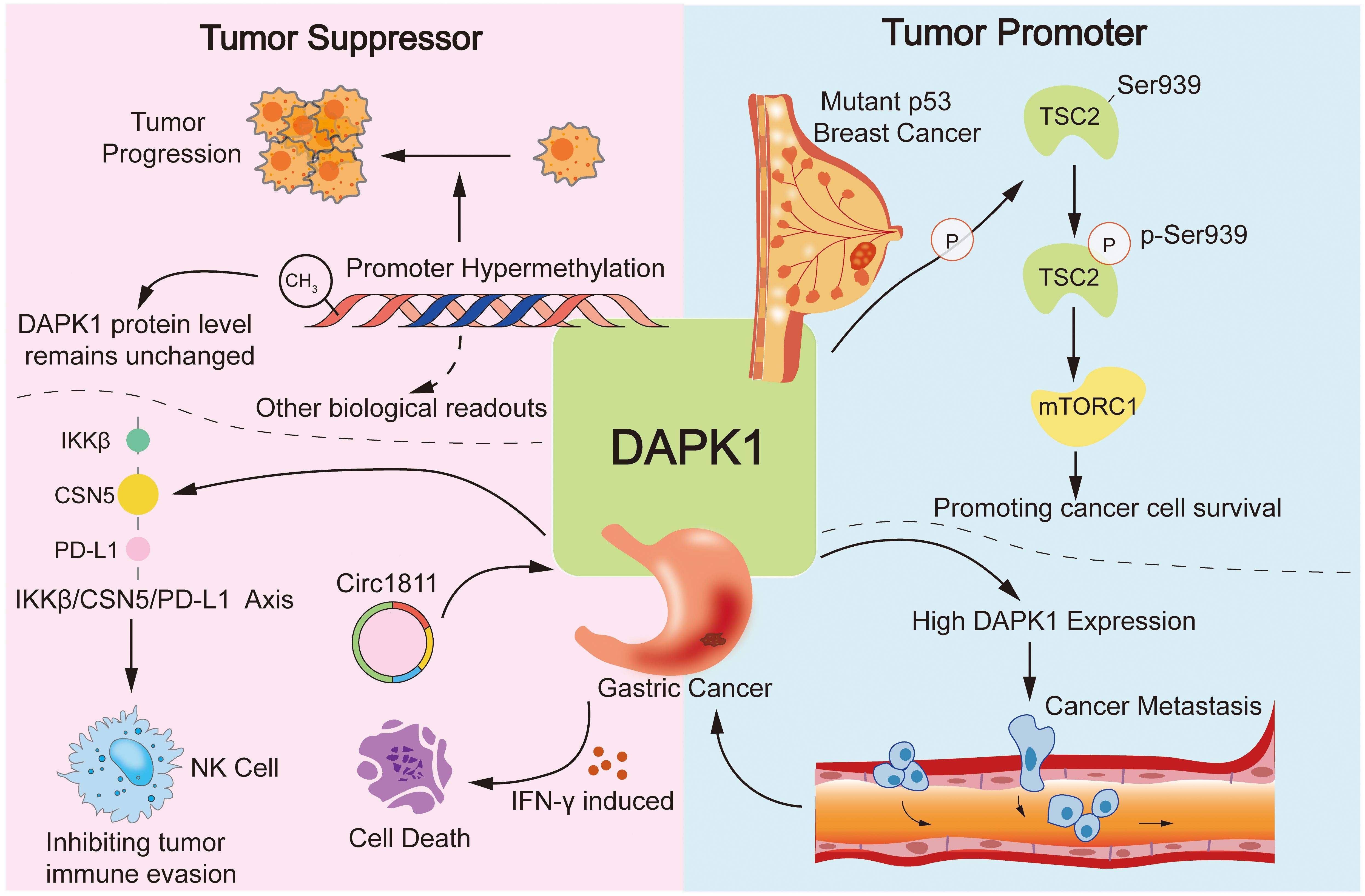 Diagram illustrating DAPK1's dual role in cancer. On the left, DAPK1 acts as a tumor suppressor through promoter hypermethylation, interacting with IKKβ/CSN5/PD-L1, inhibiting tumor immune evasion, and inducing cell death. On the right, DAPK1 promotes cancer by enhancing TSC2/mTORC1 pathway, fostering breast cancer progression and metastasis, and is linked to gastric cancer through IFN-γ induction.