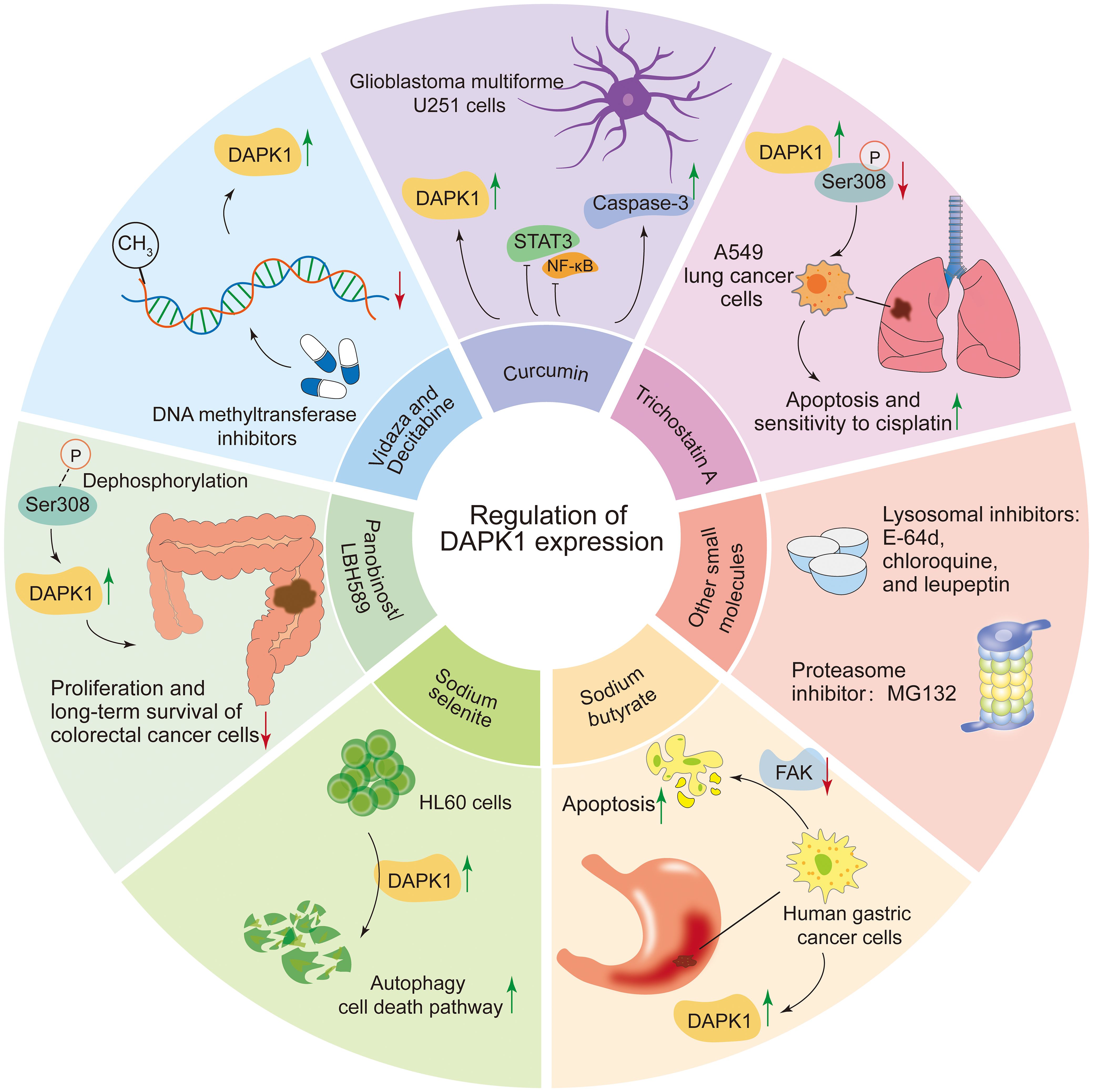 Diagram illustrating the regulation of DAPK1 expression. It shows effects on various cancer cells, including glioblastoma, A549 lung cancer, colorectal cancer, and human gastric cancer cells. Influencing factors include DNA methyltransferase inhibitors, curcumin, sodium selenite, and other small molecules, highlighting pathways like apoptosis and autophagy. Arrows indicate up or down-regulation of DAPK1, caspase-3, STAT3, NF-κB, and related processes.