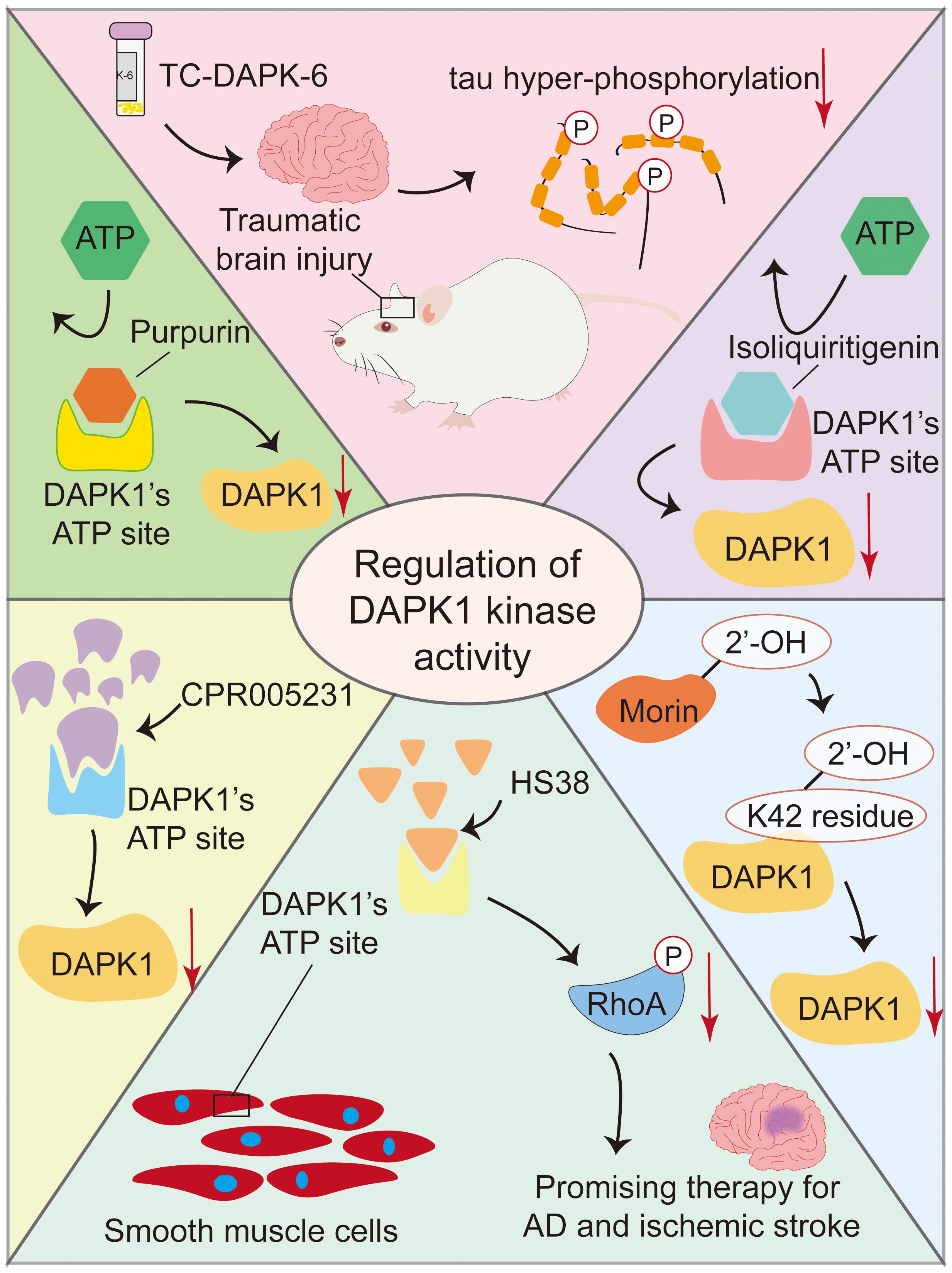 Diagram illustrating the regulation of DAPK1 kinase activity. It displays various pathways affecting DAPK1, including influences from traumatic brain injury, smooth muscle cells, and potential therapies for Alzheimer's disease and ischemic stroke. Key molecules such as TCDAPK-6, Purpurin, Isoliquiritigenin, CPR005231, HS38, Morin, and RhoA are shown interacting with DAPK1’s ATP site, affecting phosphorylation and kinase activity.