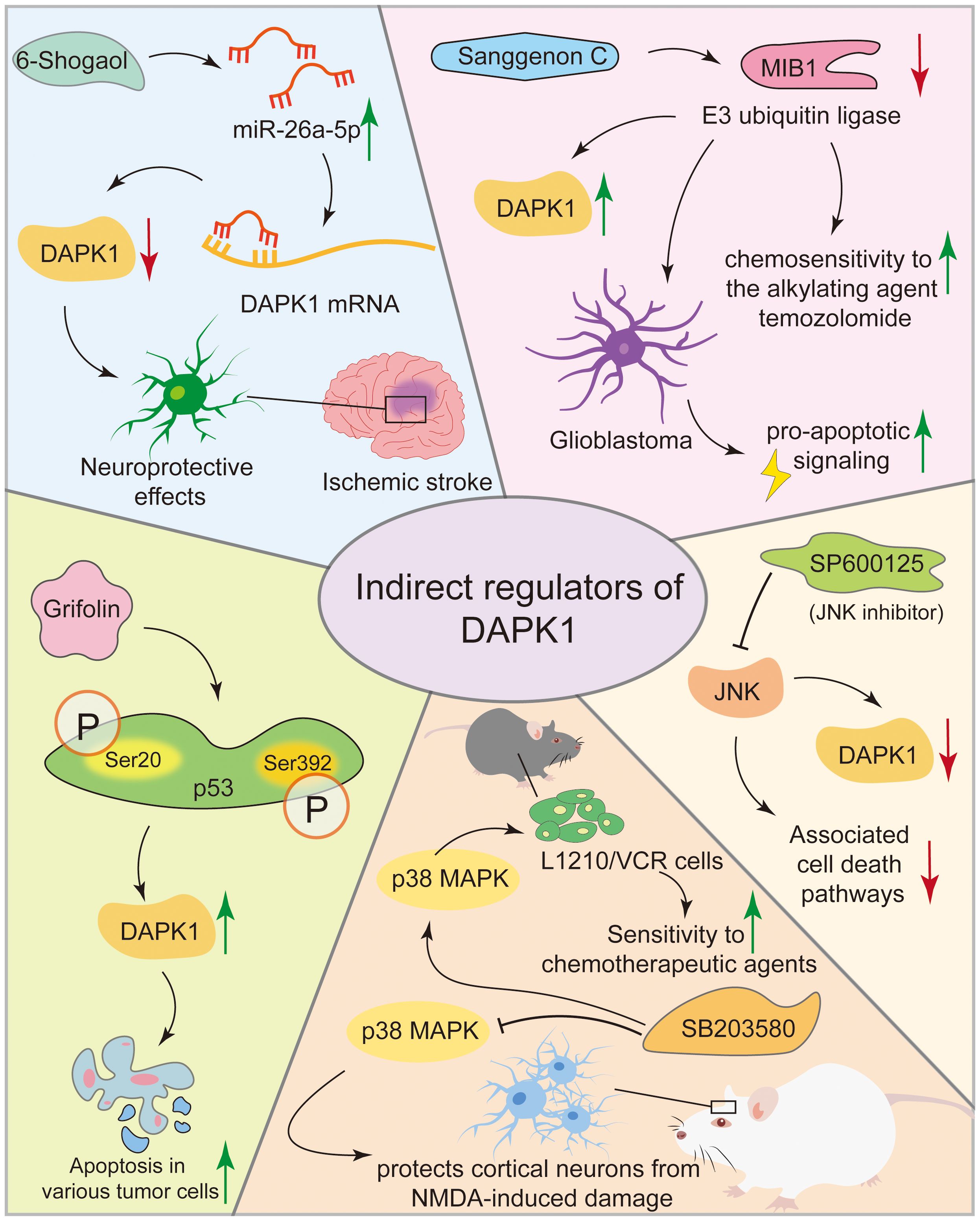 Diagram illustrating indirect regulators of DAPK1. Sections describe effects of 6-shogaol on miR-26a-5p and DAPK1 mRNA, neuroprotection in ischemic stroke, effects of sanggenon C and MIB1 on glioblastoma, pro-apoptotic signaling, grifolin on p53 and apoptosis in tumor cells, SP600125 on JNK and cell death, and p38 MAPK's role in chemotherapy sensitivity and neuronal protection. Central theme focuses on DAPK1 regulation in various contexts.