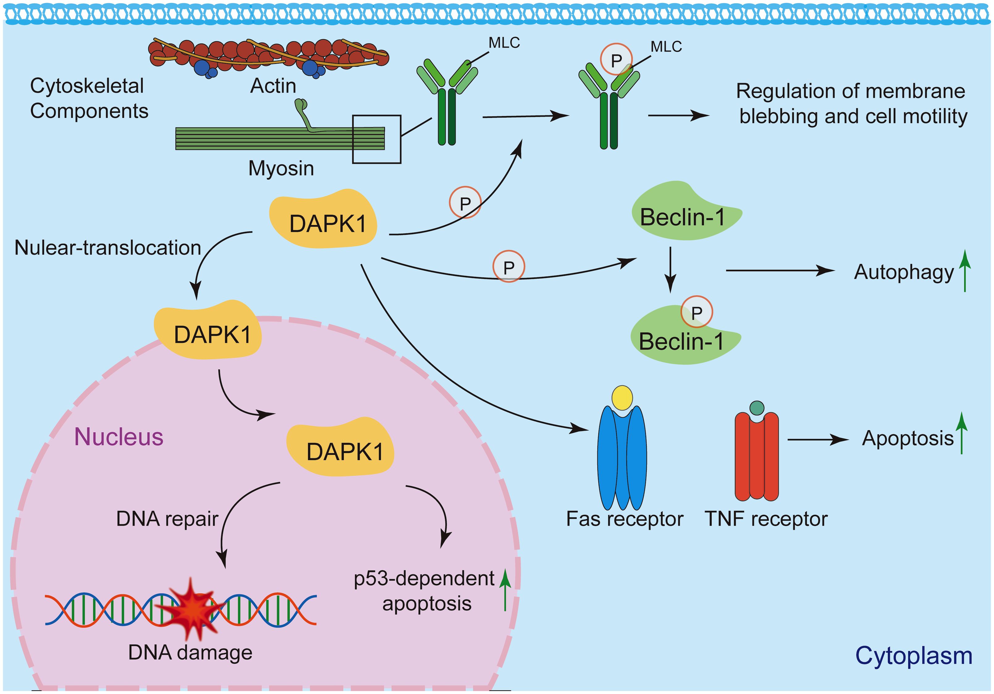 Diagram depicting DAPK1 pathways. In the cytoplasm, DAPK1 interacts with cytoskeletal components like actin and myosin, influencing membrane blebbing and cell motility. DAPK1 phosphorylates Beclin-1, promoting autophagy, and activates Fas and TNF receptors, leading to apoptosis. In the nucleus, DAPK1 plays a role in DNA repair and p53-dependent apoptosis, responding to DNA damage.