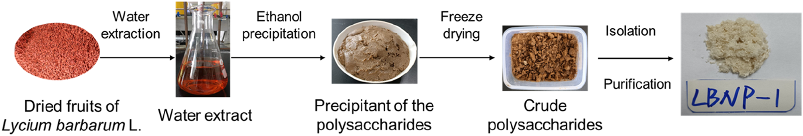Flowchart depicting the extraction and purification of polysaccharides from dried fruits of Lycium barbarum L. Steps include water extraction producing a water extract, ethanol precipitation yielding precipitant of the polysaccharides, freeze drying resulting in crude polysaccharides, and isolation and purification leading to LBNP-1.