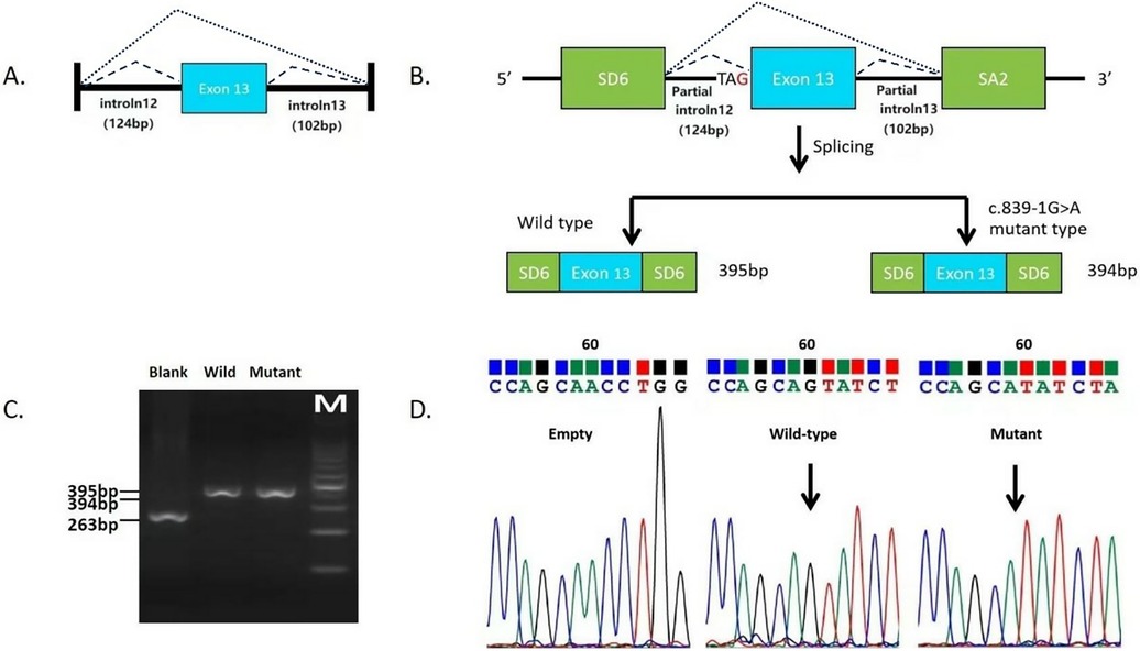 (A) Diagram showing gene structure with Exon 13 between Intron 12 and Intron 13. (B) Schematic of splicing for wild-type and mutant sequences, highlighting SD6, Exon 13, and SA2. (C) Gel electrophoresis results with bands at 395 bp, 394 bp, and 263 bp for blank, wild-type, and mutant samples. (D) Sanger sequencing traces comparing wild-type and mutant nucleotide sequences.