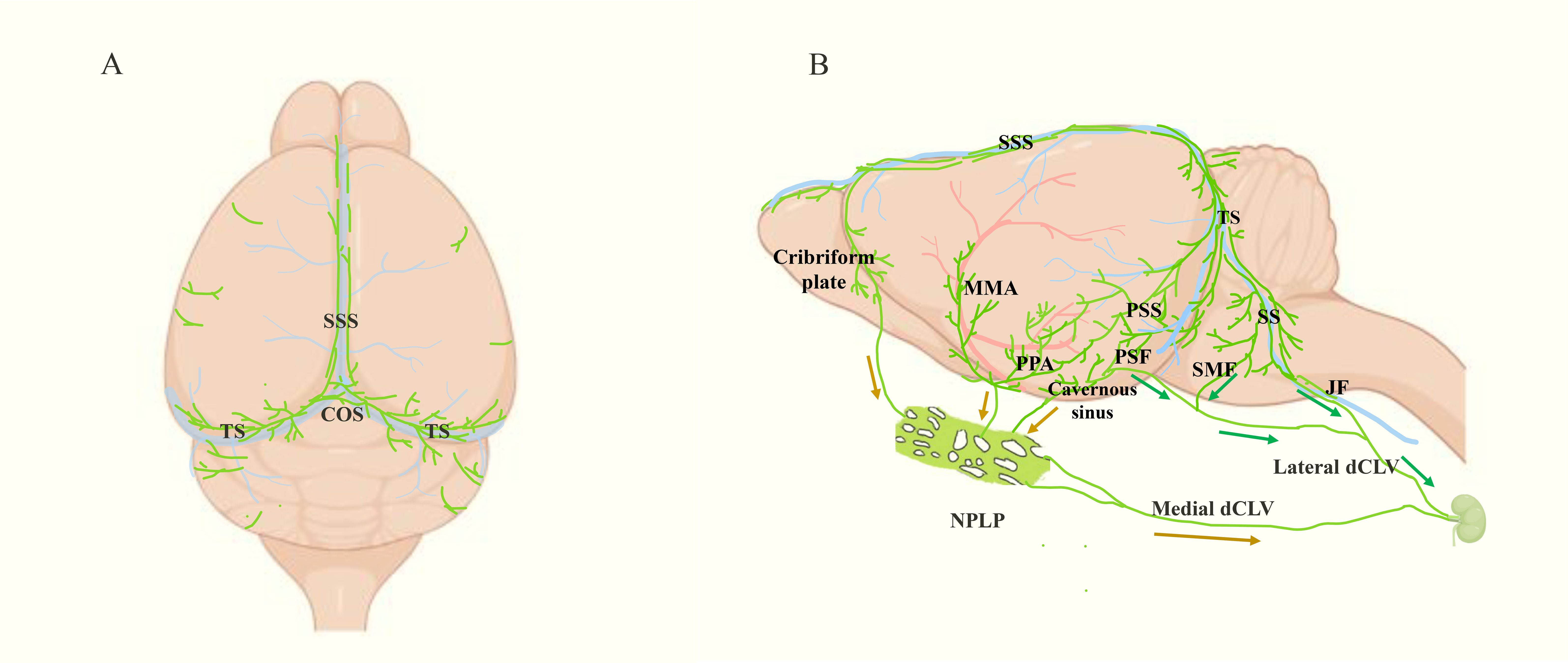 Diagram showing the meningeal lymphatic system with two views. The left part (A) is the top view, depicting networks labeled SSS, COS, and TS. The right part (B) is the side view, illustrating structures labeled SSS, MMA, PPA, PSF, and others, highlighting connections from the cavernous sinus to lateral dCLV, medial dCLV, and NPLP. Green and blue lines represent lymphatic pathways and vessels.