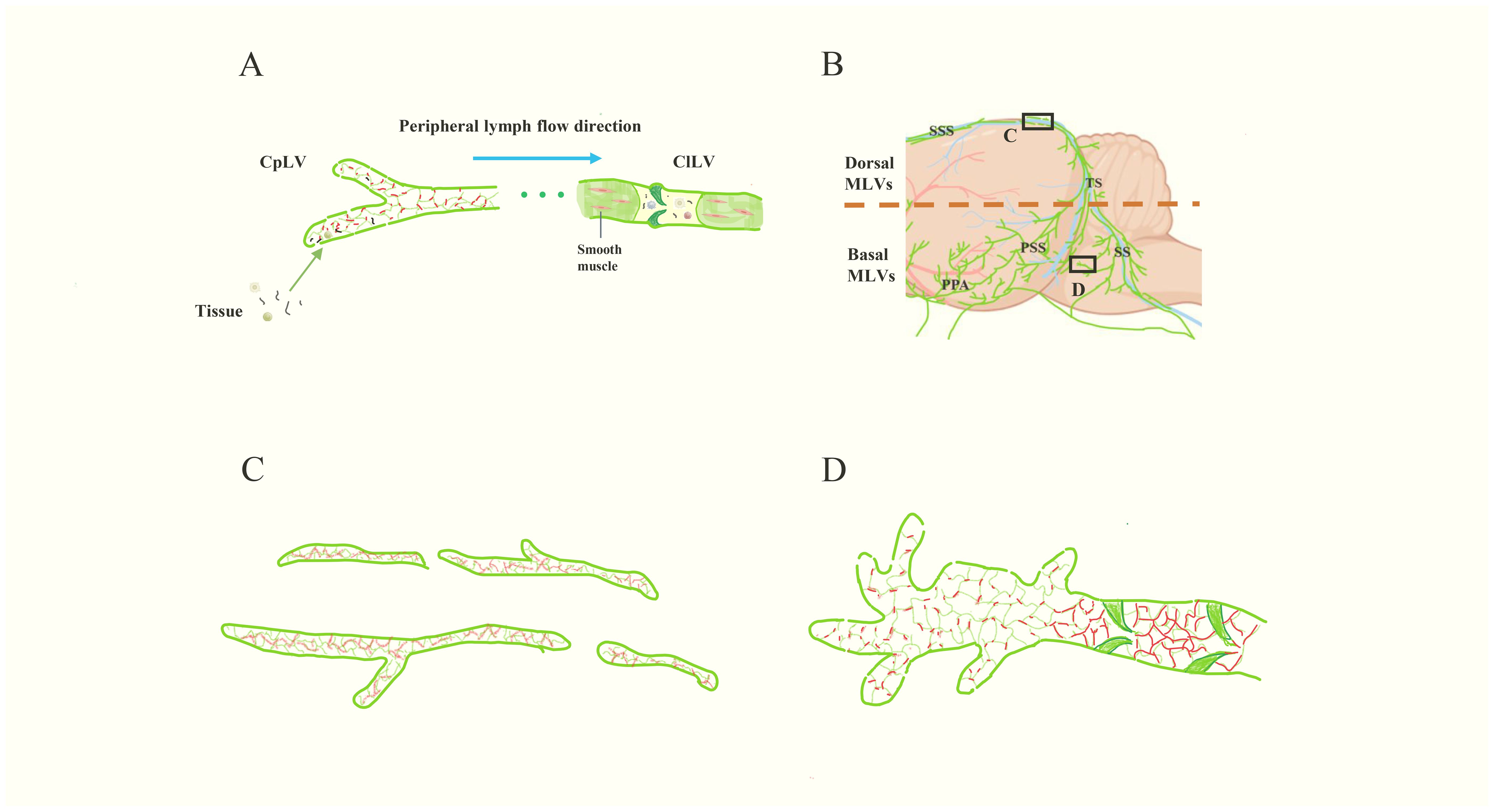 Diagram depicting lymphatic vessels: A) Displays peripheral lymphatic vessels with lymph flow direction from tissue through CpLV to CILV, featuring smooth muscle. B) Illustrates meningeal lymphatic vessels with dorsal and basal MLVs overlaid on a brain section, showing SSS, TS, PSS, and PPA. C) Shows the structure of dorsal MLVs with branching patterns. D) Details the complex structure of basal MLVs with extensive branching.