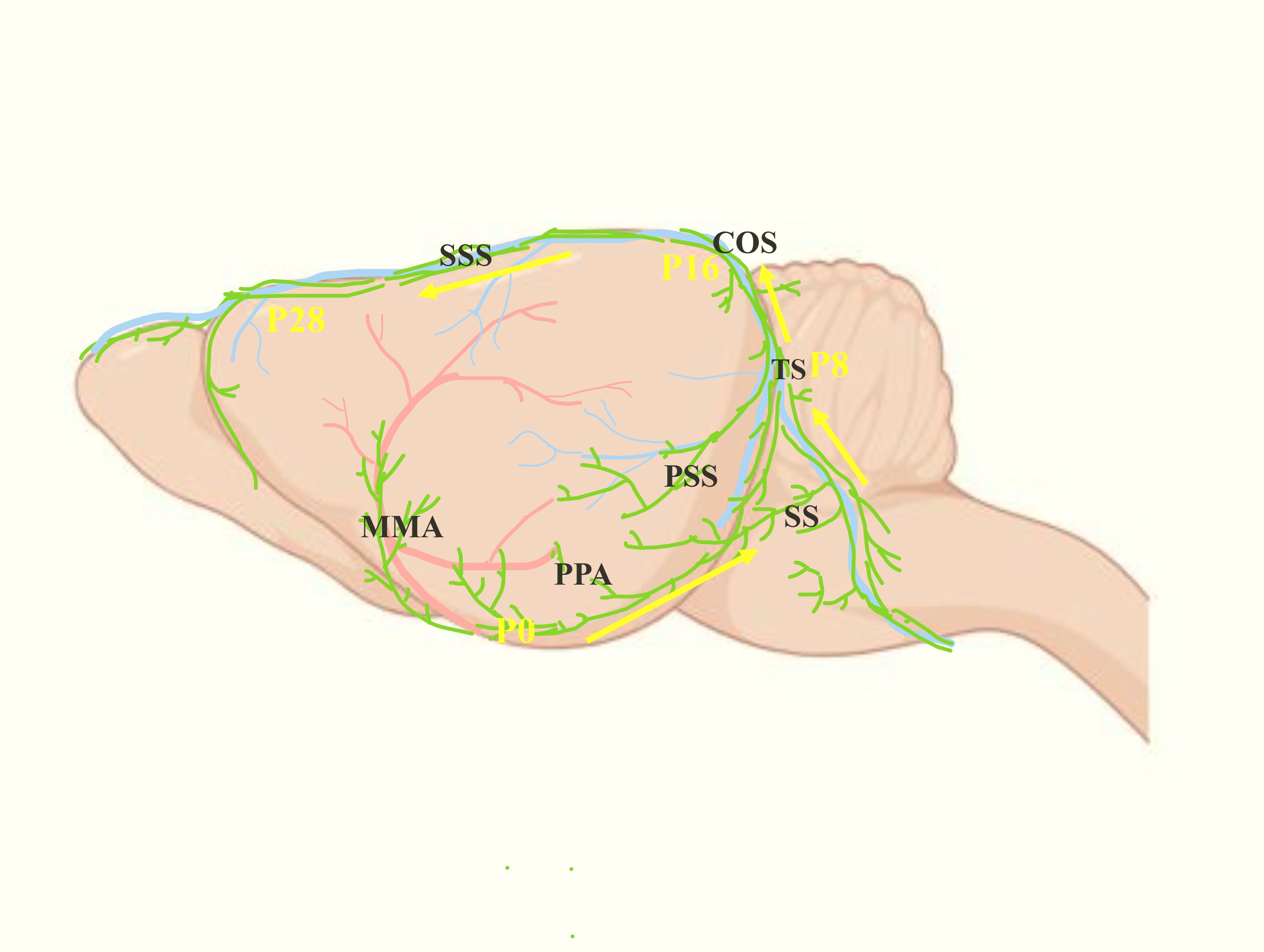 Illustration of a developing mouse calvarium showing blood vessels and lymphatic structures, indicated by green and blue lines, with labels such as SSS, COS, MMA, and others. Yellow arrows highlight flow direction.