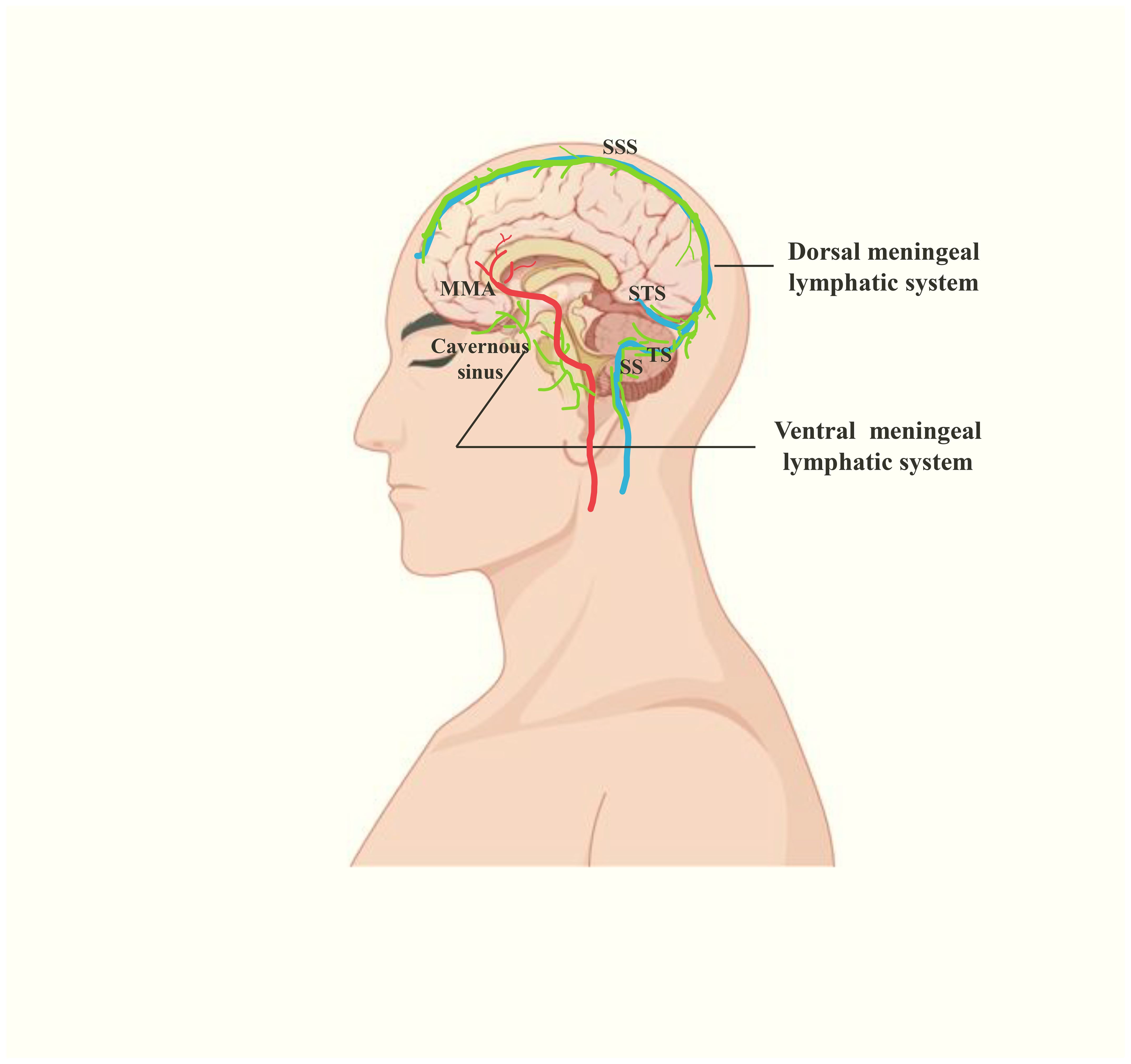 Diagram of a human head showing the meningeal lymphatic system, including the dorsal and ventral pathways. Labels indicate the superior sagittal sinus (SSS), middle meningeal artery (MMA), transverse sinus (TS), sigmoid sinus (SS), and cavernous sinus. Different colors depict various lymphatic structures and sinus pathways.