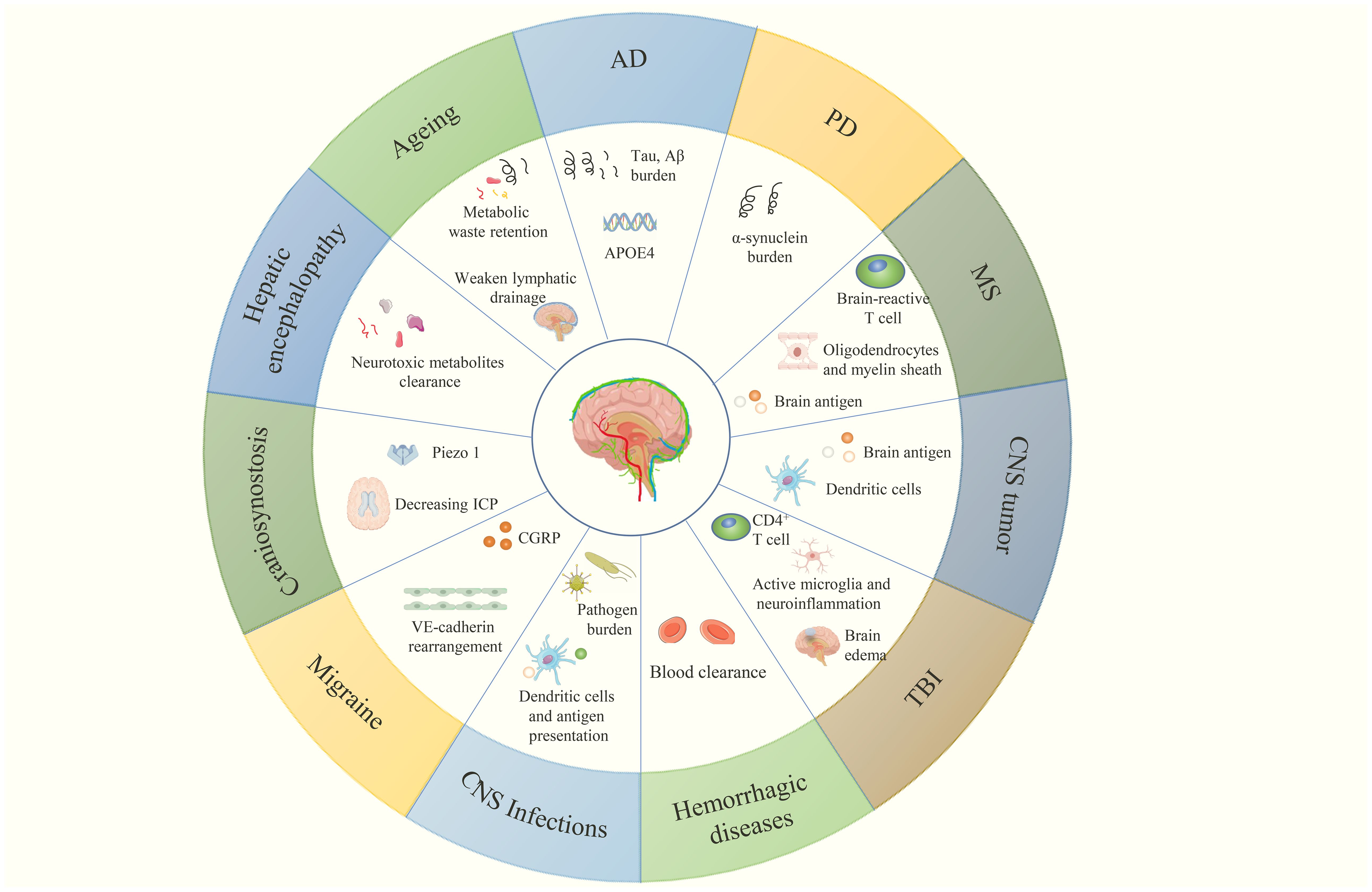 Illustration of a circular diagram detailing various conditions affecting the brain, each represented in separate segments. Conditions include Aging, AD (Alzheimer's Disease), PD (Parkinson's Disease), MS (Multiple Sclerosis), CNS tumor, TBI (Traumatic Brain Injury), Hemorrhagic diseases, CNS Infections, Migraine, Craniosynostosis, and Hepatic encephalopathy. Each segment lists related factors, such as metabolic waste retention, tau protein burden, brain-reactive T cells, blood clearance, and neuroinflammation, surrounding a central brain illustration.