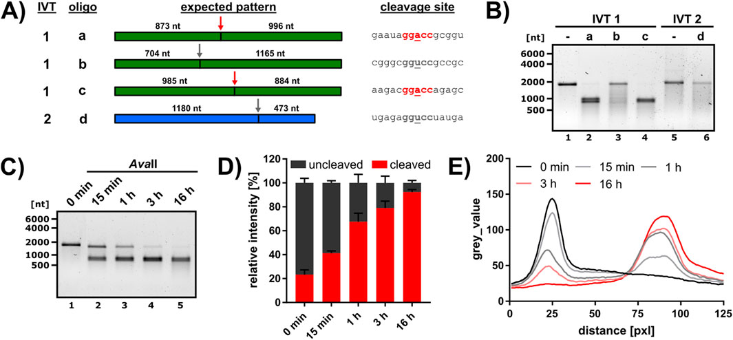 Diagram shows RNA experiments. Panel A lists IVT oligos with expected patterns and cleavage sites. B displays gel electrophoresis for IVT samples 1 and 2. C shows gel results over time with AvaII. D is a bar graph showing relative intensity of cleaved versus uncleaved RNA over time. E is Quantitative line graph of gel intensities over distance in pixels for different incubation time points.