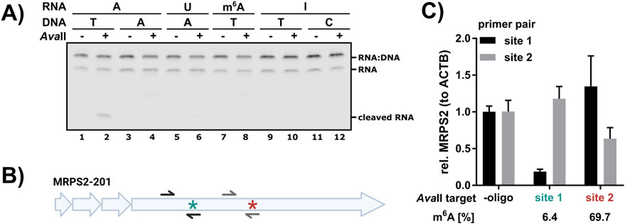 Panel A shows a gel electrophoresis result for RNA-DNA interactions, with labels indicating RNA, DNA, and the presence of AvaII enzyme across lanes one to twelve. Panel B illustrates a gene diagram for MRPS2-201 with two marked sites. Panel C presents a bar graph comparing relative MRPS2 expression at two primer sites, showing variation in percentage at methylated adenine sites six point four and sixty-nine point seven.