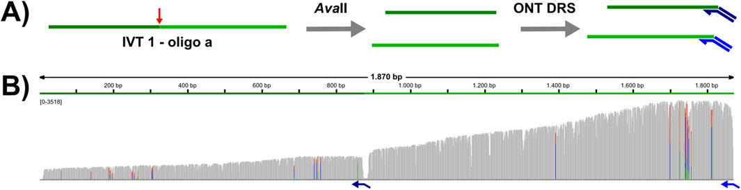 Diagram with two panels. Panel A shows a linear structure labeled
