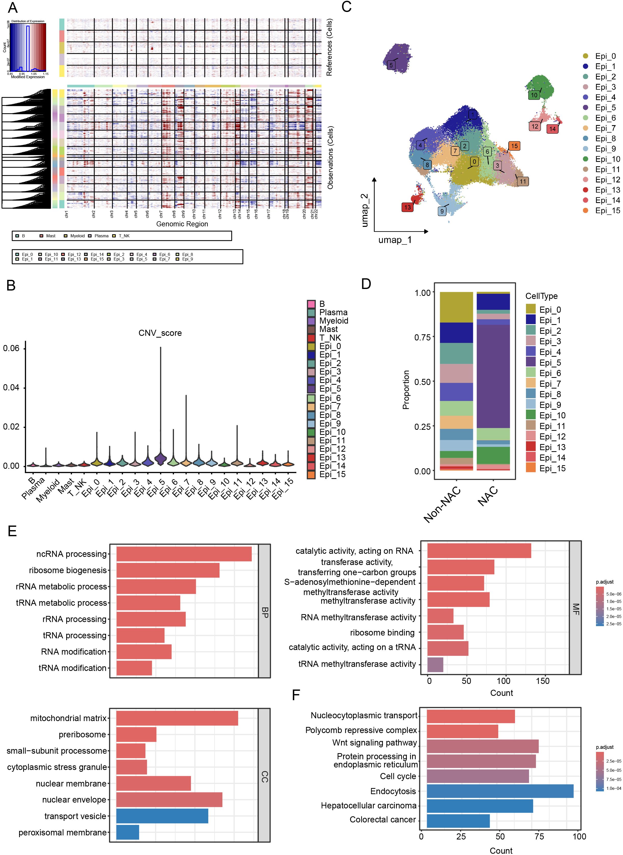 Composite image of multiple scientific data visualizations. A: Heatmap showing genomic regions across reference and observation cells, categorized by cell types: B, Plasma, Myeloid, Mast, NK, T, and various epithelial groups. B: Violin plot illustrating CNV scores for different cell types. C: UMAP plot representing cell type distribution in distinct clusters. Epithelial subgroups are visualized with various colors. D: Bar graph displaying cell type proportions between non-NAC and NAC conditions. E: Bar charts analyzing biological processes (BP), molecular functions (MF), and cellular components (CC), with significance color-coded. F: Analysis of pathways involved in cancer and cellular transport, with significance levels highlighted.