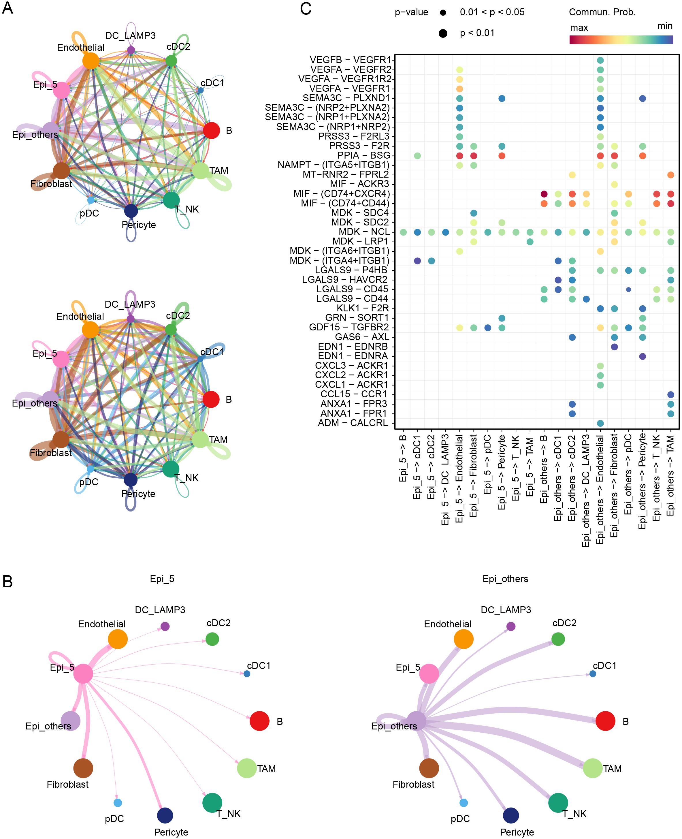 Diagram showing network graphs and a dot plot related to cellular interactions and communication probabilities. Panel A presents circular network graphs with labeled nodes representing various cell types connected by colored lines. Panel B shows simplified connections between cell types highlighted in pink and purple. Panel C displays a dot plot correlating genes with interactions, where dot size indicates p-values and colors represent communication probability.