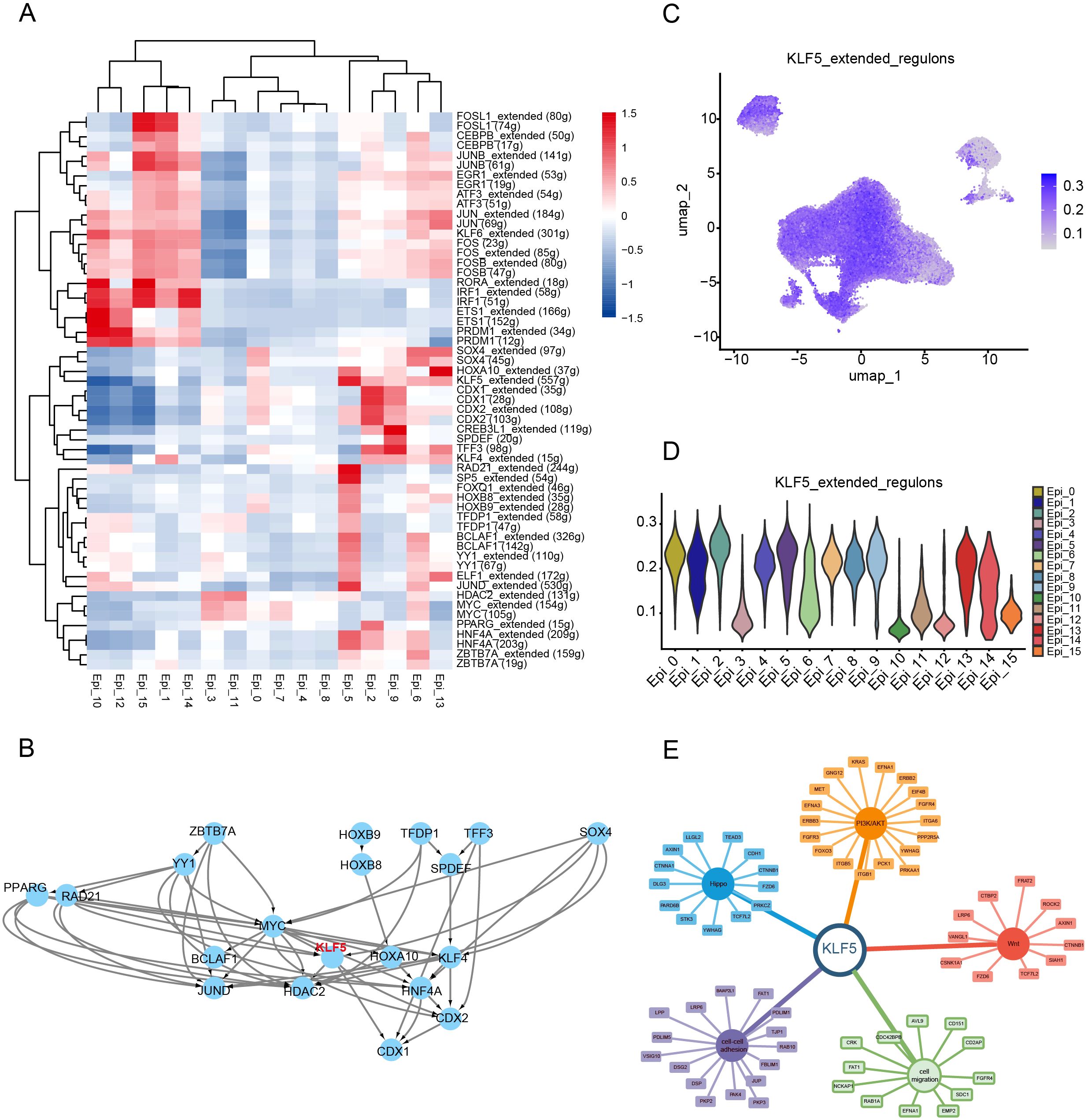 Panel A displays a clustered heatmap of gene expression levels with color gradients from blue to red. Panel B shows a network diagram of gene interactions labeled with gene names. Panel C provides a UMAP plot with points colored in shades of purple, indicating KLF5 extended regulons. Panel D features violin plots of gene expression across different conditions, uniquely colored. Panel E presents a radial cluster diagram with “KLF5” at the center, connecting color-coded groups of related elements.