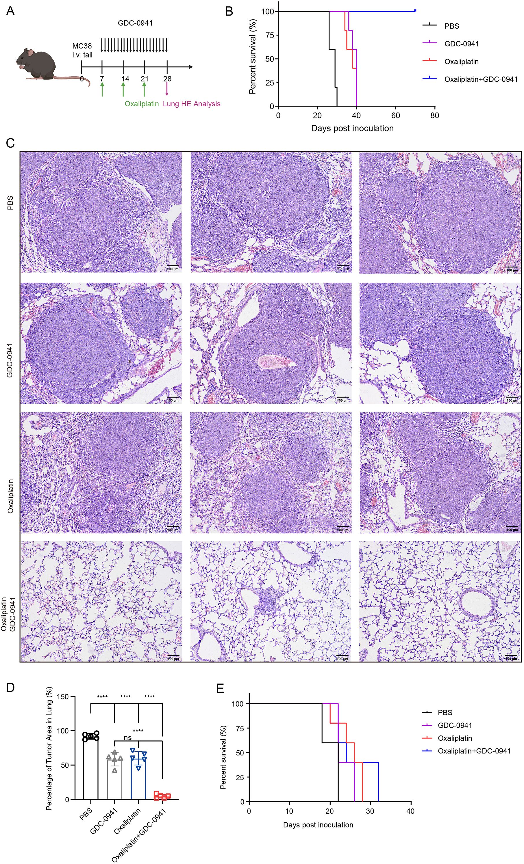Diagram showing a mouse experiment timeline and treatment schedule (A), survival curves for different treatments (B and E), lung tissue histology images with treatment labels (C), and a bar chart of tumor area percentage in the lung for various treatments (D). The treatments include PBS, GDC-0941, Oxaliplatin, and a combination of Oxaliplatin and GDC-0941. Survival and tumor reduction are analyzed, with visible differences between treatments.