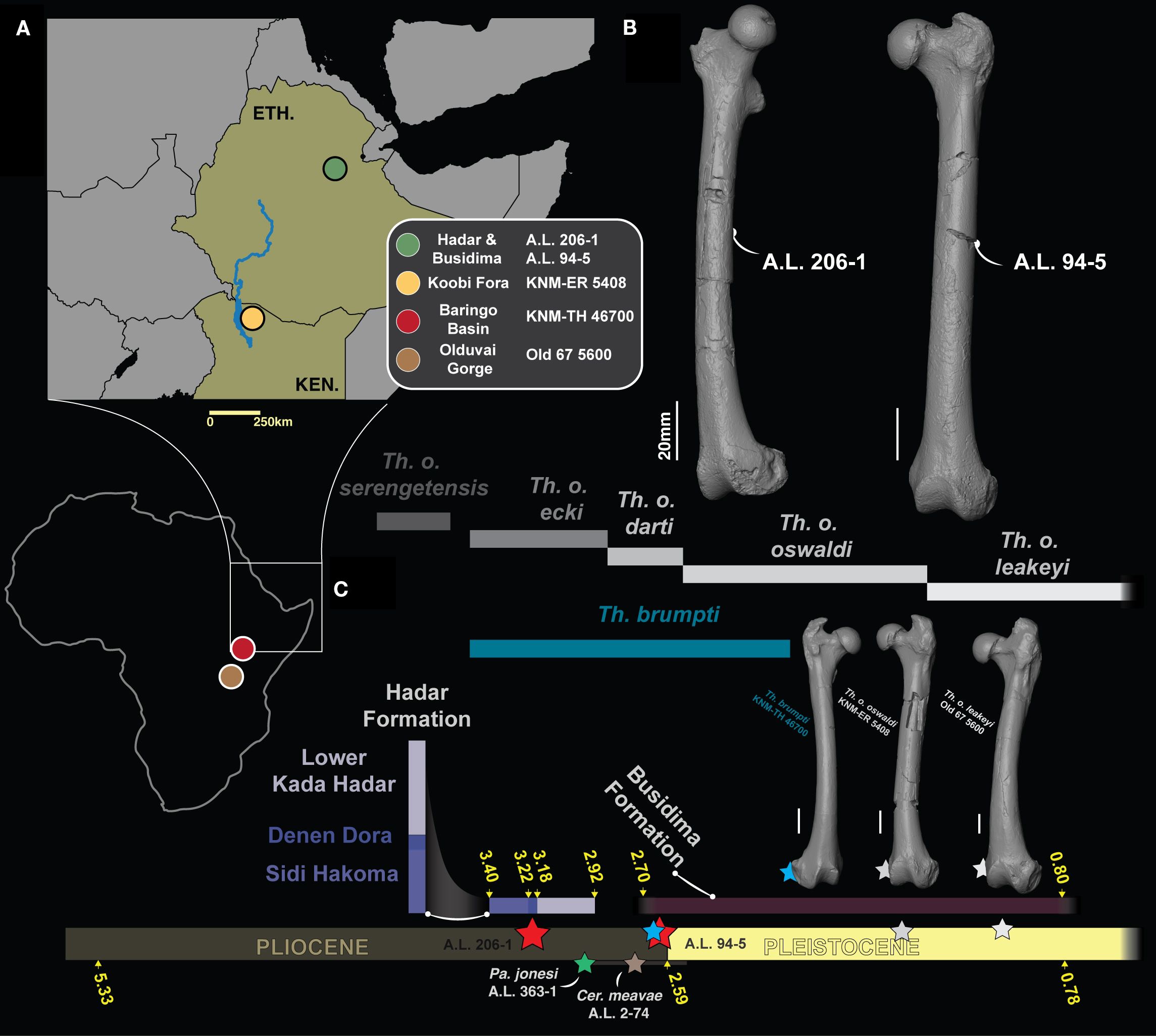Comparison of humeral cross-sections and box plots at 25%, 50%, and 75% of the bone's length. Includes principal component analysis (PCA) results and outlines for specimens labeled A.L. 206-1 and A.L. 94-5. Color-coded triangles represent different species. Measurement scale and orientation indicators are shown.