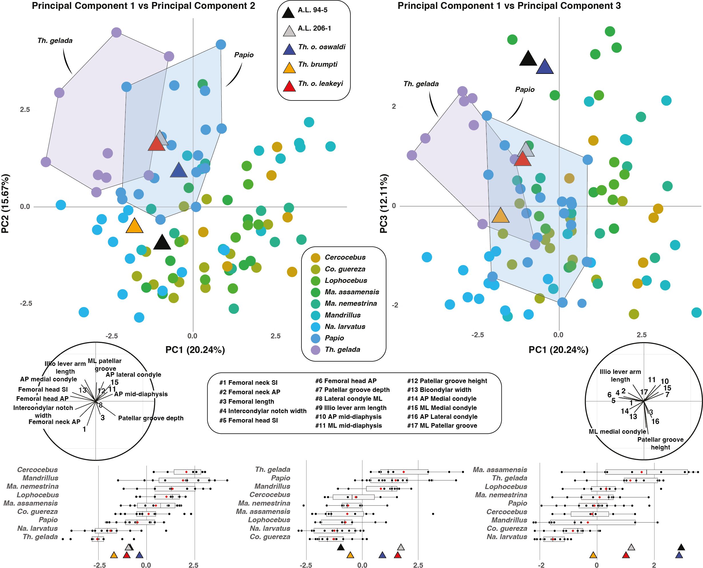 Two fossil femurs labeled A.L. 94-5 and A.L. 206-1 are shown on the left with scale bars. On the right, a boxplot graph displays femoral curvature PC1 scores for various species. The legend distinguishes samples using different colored and shaped markers for A.L. specimens and Theropithecus species.