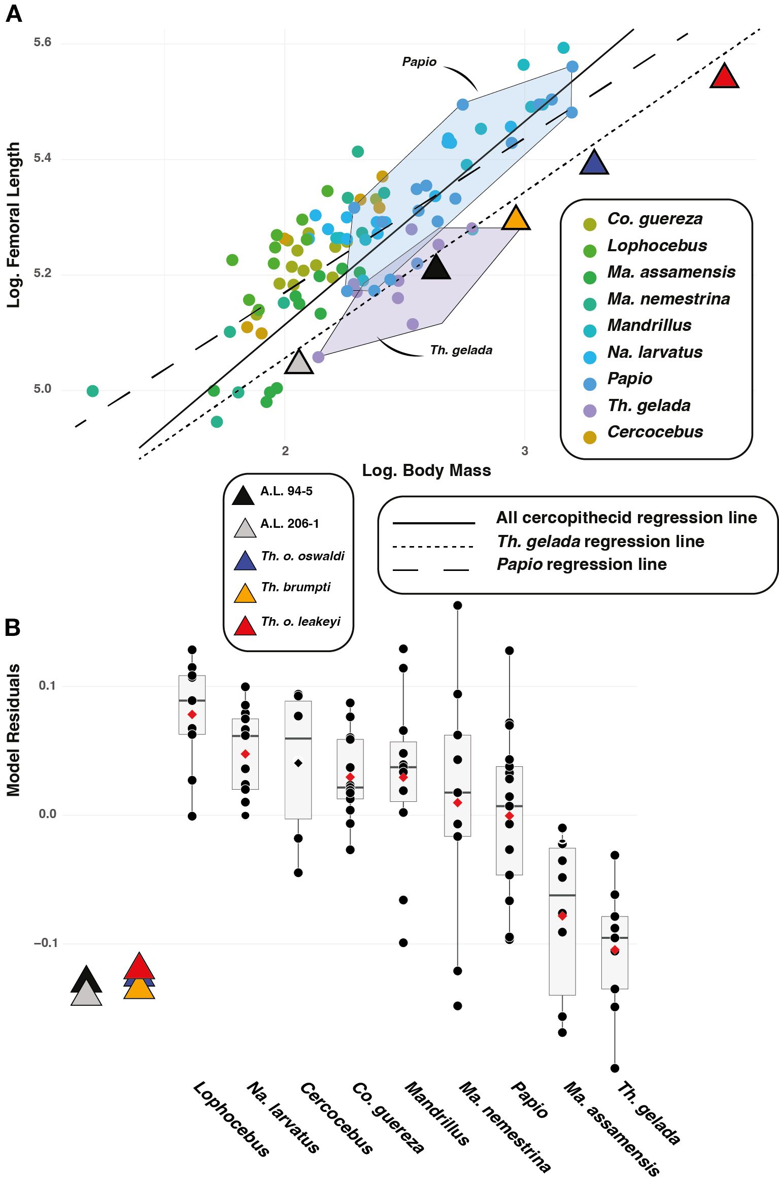 Scatter plot and box plot comparing log femoral length and log body mass of various primate species. Part A shows two regression lines for Th. gelada and Papio, with individual species represented by colored dots. Part B shows model residuals as box plots for each species, with distinct symbols indicating specific specimens.