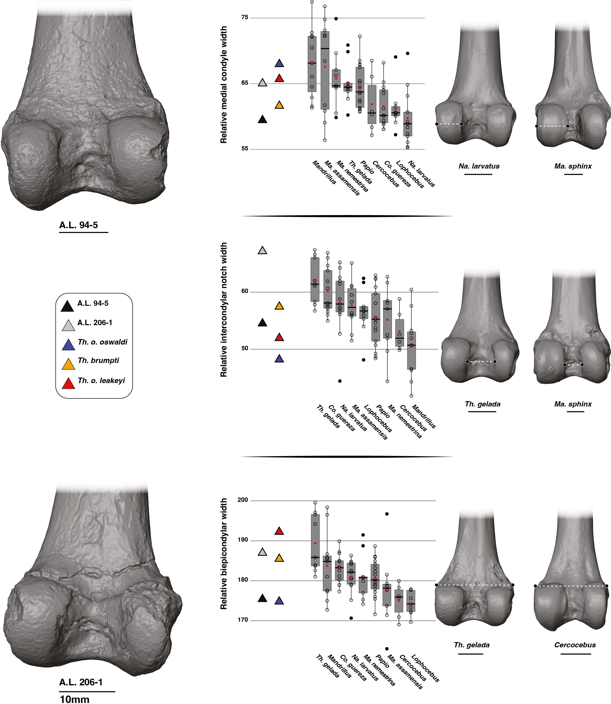 Three rows of images and charts display comparative anatomical data of femoral features. The left column shows 3D models of femurs labeled “A.L. 94-5” and “A.L. 206-1.” The middle column contains box plots comparing relative iliopsoas lever arm lengths, femoral neck superior-inferior robustness, and femoral head anteroposterior expansion across various primate species, with colored triangles indicating specific specimens. The right column includes 3D models of femoral heads from various species, labeled accordingly. A key identifies the triangles' colors and corresponding specimens.