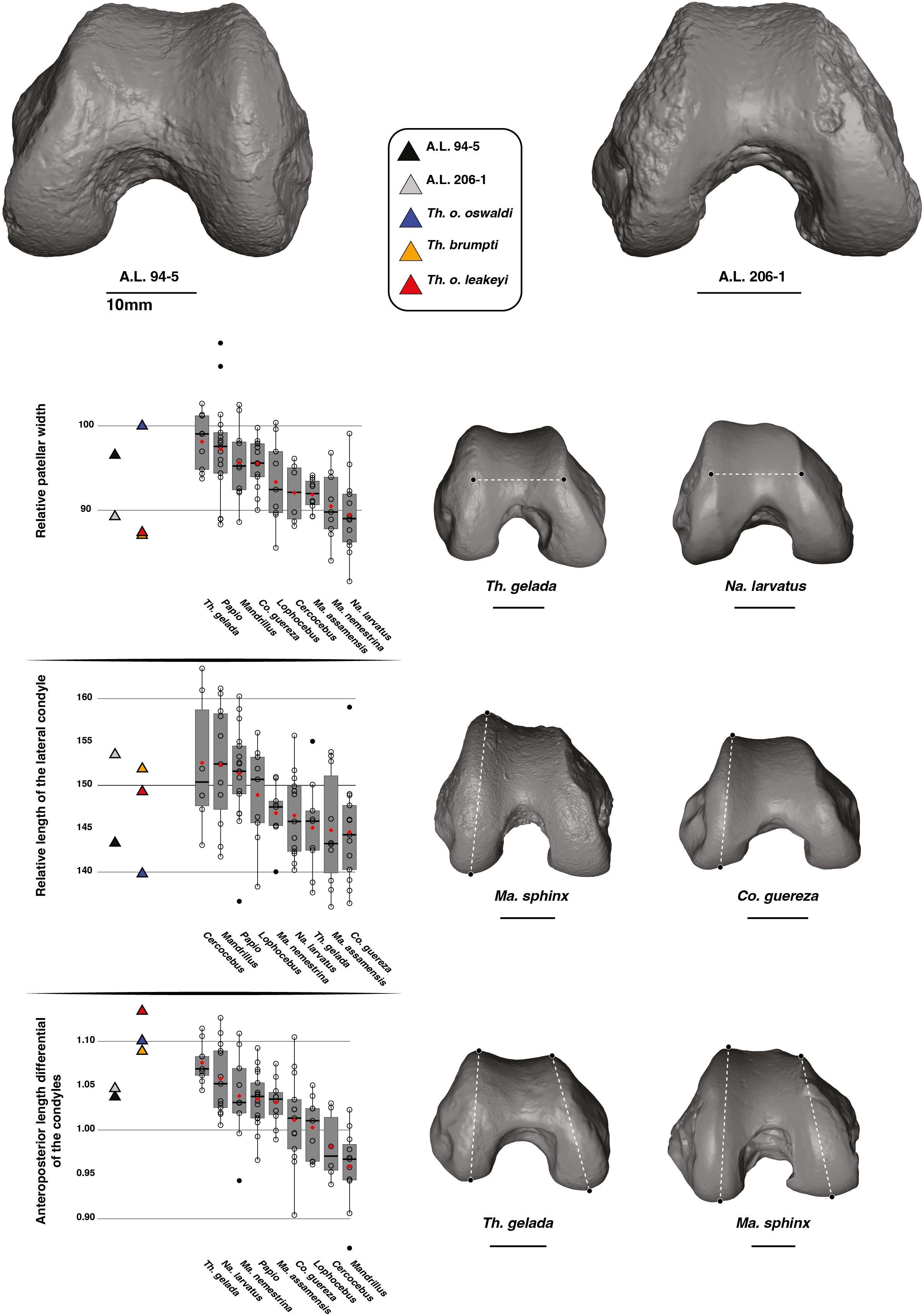 Top images show two grayscale 3D models of the A.L. 206-1 and A.L. 94-5 fossil bones with a legend indicating different species. Box plots below compare relative patellar groove height and depth among various species. Bottom right images illustrate skeletal features of Na. larvatus, Ma. assamensis, and Th. gelada, highlighting patellar grooves with dashed lines and measurements.