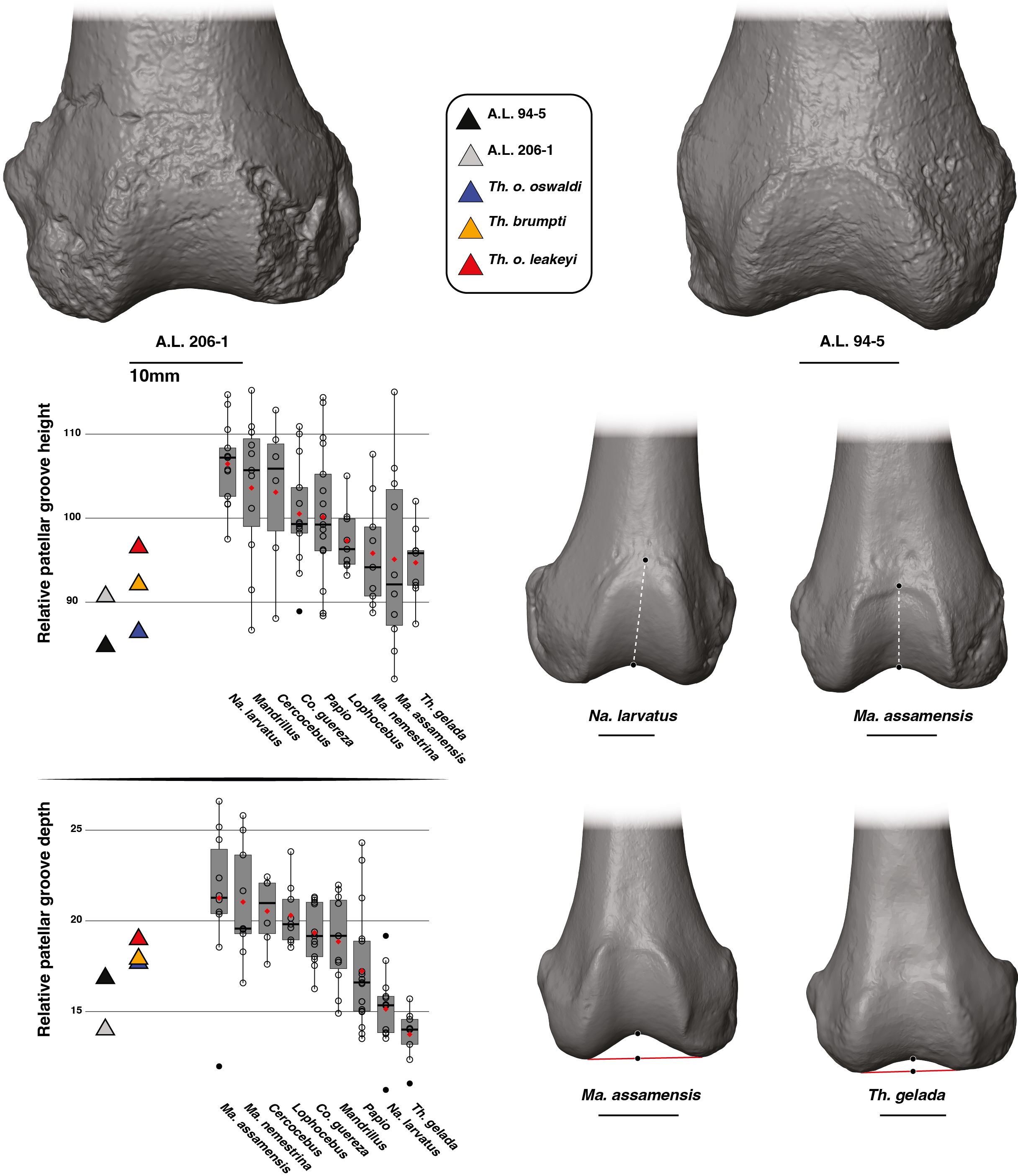 Comparative analysis of patellae and condyles across different primate specimens. Top row shows 3D models of A.L. 94-5 and A.L. 206-1. Middle rows include box plots comparing relative patellar width, lateral condyle length, and anteroposterior length differential. Bottom row features 3D models of Th. gelada, Na. larvatus, Ma. sphinx, and Co. guereza. Each diagram highlights statistics with legend references for identification.
