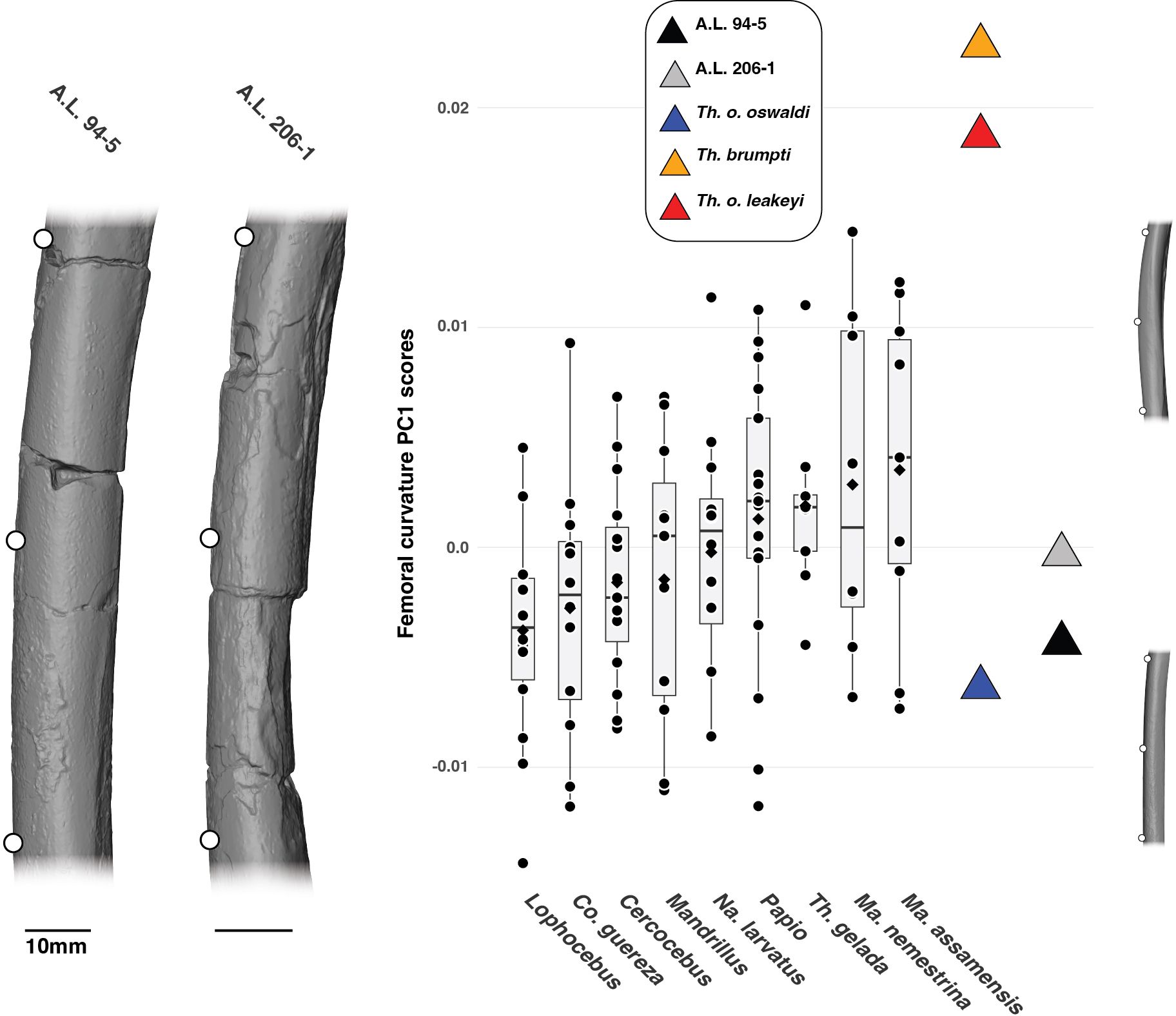 Comparative analysis of primate knee morphology with diagrams and box plots. Three box plots depict relative medial condyle width, intercondylar notch width, and biepicondylar width among various primates. Representative knee joint images show different species. A legend identifies symbols for specific specimens like A.L. 94-5 and A.L. 206-1.