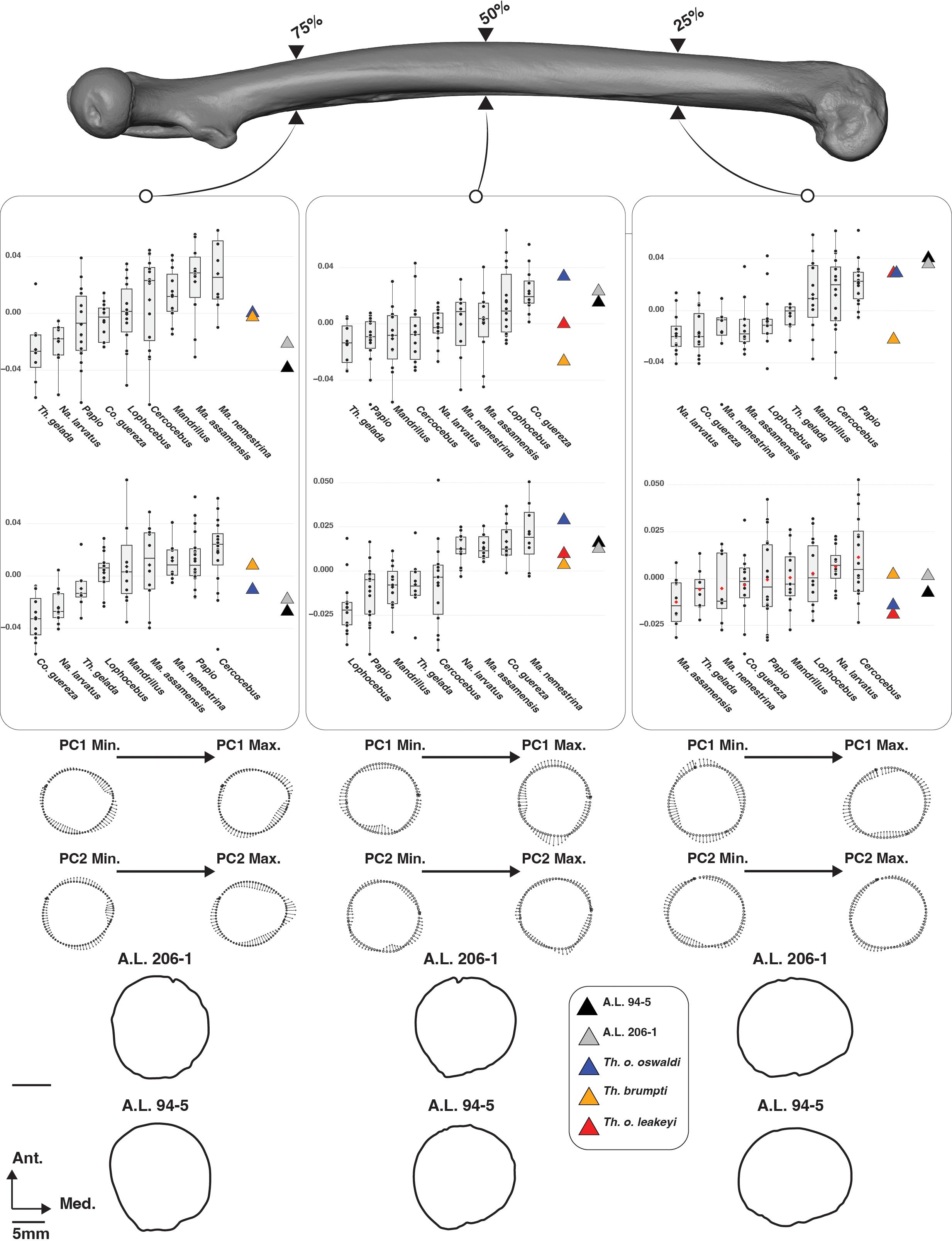 Scatter plots showing linear discriminant analysis of primate traits, with groups distinguished by color: Cercocebus, Colobus, Lophocebus, Macaca, Mandrillus, Nasalis, Papio, and Theropithecus. The plots are LD1 vs. LD2 and LD1 vs. LD3, with percentage variance explained indicated. Key includes fossil specimens A.L. 94-5, A.L. 206-1, Th. o. oswaldi, Th. brumpti, Th. o. leakeyi, using distinct triangle markers. Bar charts below illustrate scaling for LD1, LD2, and LD3.