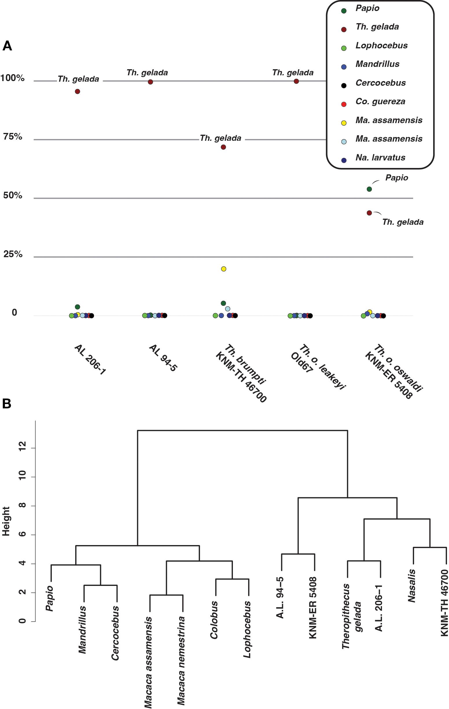 Chart A shows a scatter plot with various colored dots representing different species, including Th. gelada, Papio, and others, plotted against a percentage axis. Chart B displays a dendrogram illustrating the evolutionary relationships among several primate species, including Papio, Mandrillus, Colobus, and Theropithecus gelada.