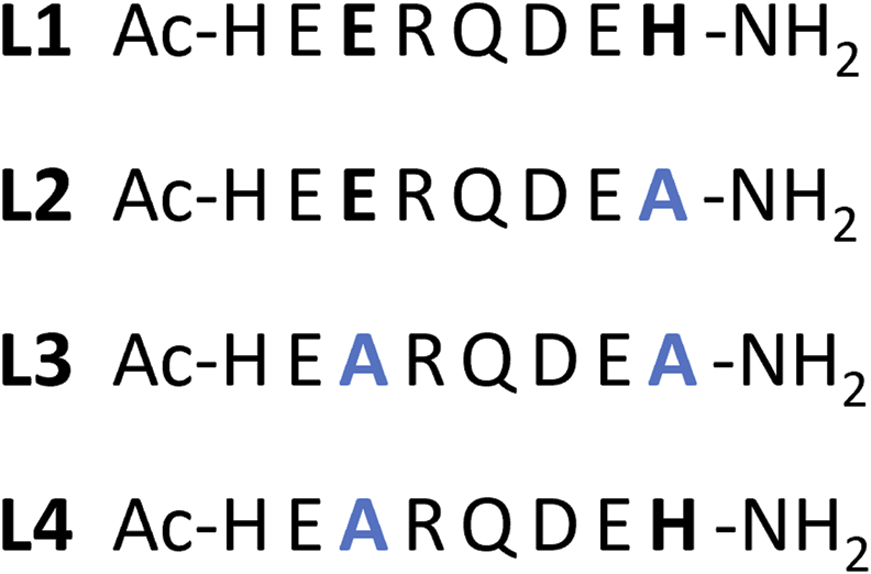 Labeled peptide sequences are shown. L1: Ac-HEERQDEH-NHâ‚‚. L2: Ac-HEERQDEA-NHâ‚‚ with A in blue. L3: Ac-HEARQDEA-NHâ‚‚ with A in blue. L4: Ac-HEARQDEH-NHâ‚‚ with A in blue.