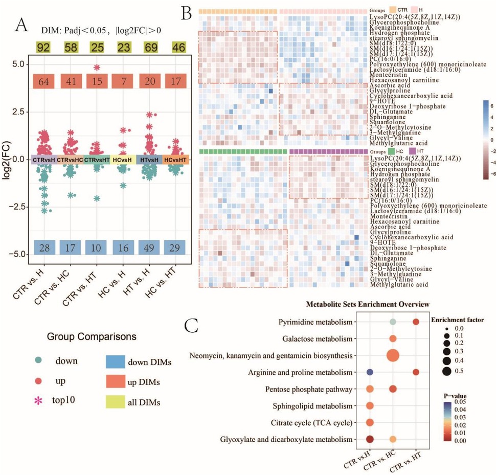 Three-part graphic showing differential expression and metabolite data analysis:\n\nA. Dot plot displaying log2 fold change with highlighted differential expression across group comparisons. Top numbers indicate the amount of significant differentially expressed metabolites, categorized by direction and significance.\n\nB. Heat map detailing metabolite clustering with color coding indicating expression levels across various conditions. Metabolites like glycerophosphocholine and ascorbic acid are listed.\n\nC. Bubble chart representing metabolite set enrichment overview, with pathways plotted against enrichment factors and significance, highlighting pathways such as pyrimidine and galactose metabolism.\n\nColor codes and labeling denote group-specific trends.