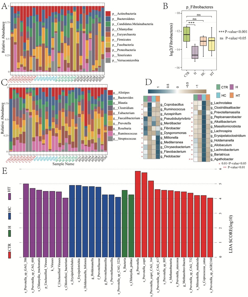 Five-panel microbiome analysis:\n\nA. Stacked bar chart showing relative abundance of various bacterial phyla across different samples, labeled at the bottom.\n\nB. Box plot illustrating log2 of Fibrobacteres abundance across four groups (CTR, H, HC, HT) with statistical significance indicated.\n\nC. Stacked bar chart displaying relative abundance of bacterial genera across samples, with names labeled at the bottom.\n\nD. Heatmap indicating presence of bacterial genera across four groups with significance levels.\n\nE. Bar chart of LDA scores for specific bacterial taxa, grouped by color-coded categories (CTR, H, HC, HT) with names labeled below.