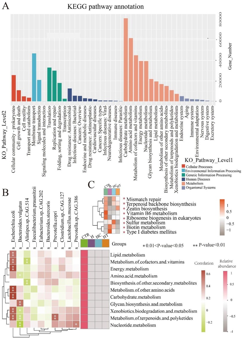 Panel A shows a bar chart illustrating KEGG pathway annotations, categorized by KO Pathway Level 1 and Level 2, with gene numbers as the vertical axis. Panel B is a heatmap displaying correlations and relative abundance of metabolic processes in various bacterial species, indicating statistical significance at different P-values. Panel C is a clustered heatmap indicating group differences in pathways like mismatch repair and sulfur metabolism, with colors representing correlation values.