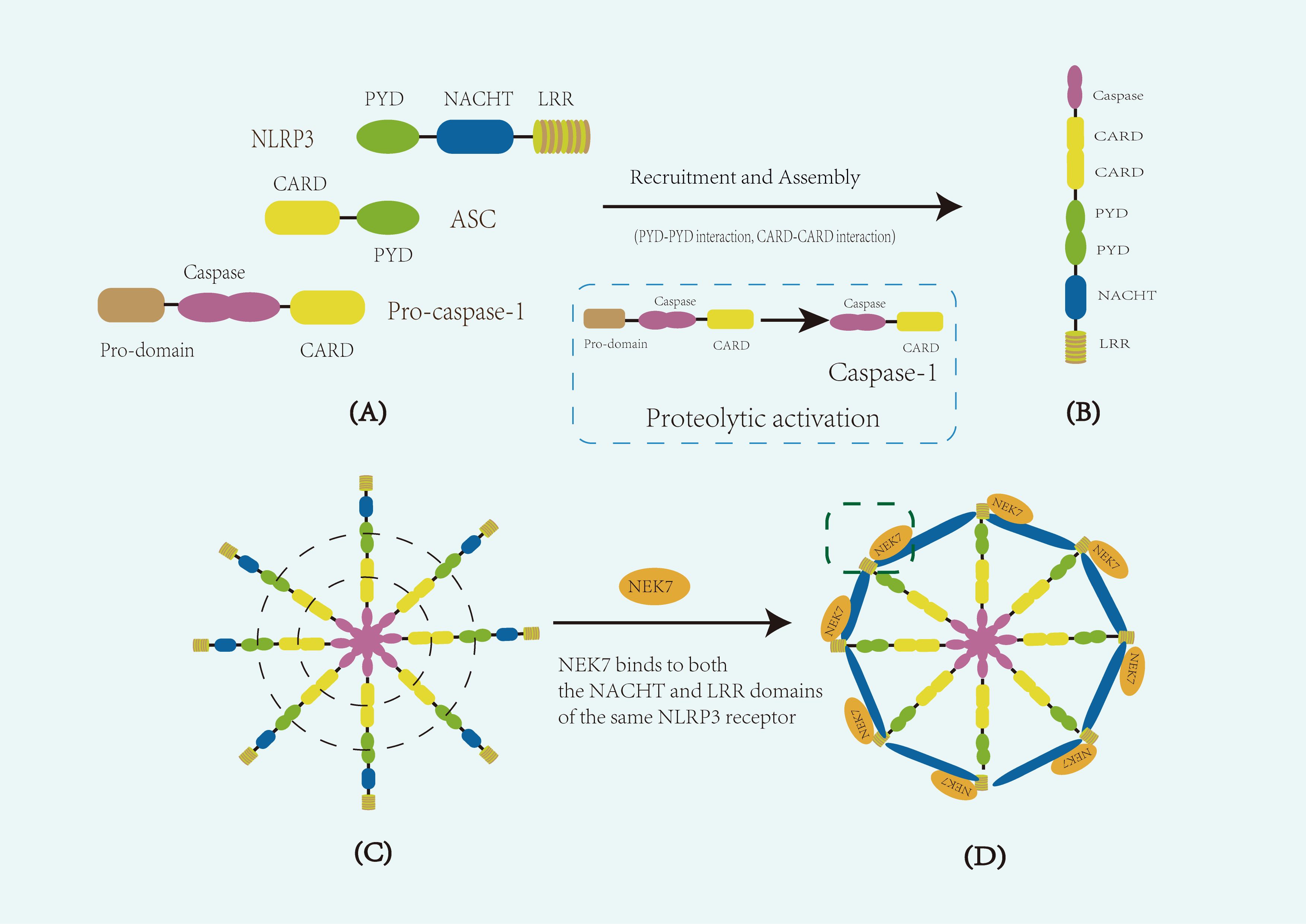 Diagram illustrating the NLRP3 inflammasome assembly and activation process. Part A shows protein domains of NLRP3, ASC, and pro-caspase-1. Part B displays their linear assembly. Part C illustrates a radial structure with interacting domains. Part D highlights NEK7 binding to NLRP3, indicating the interaction sites.