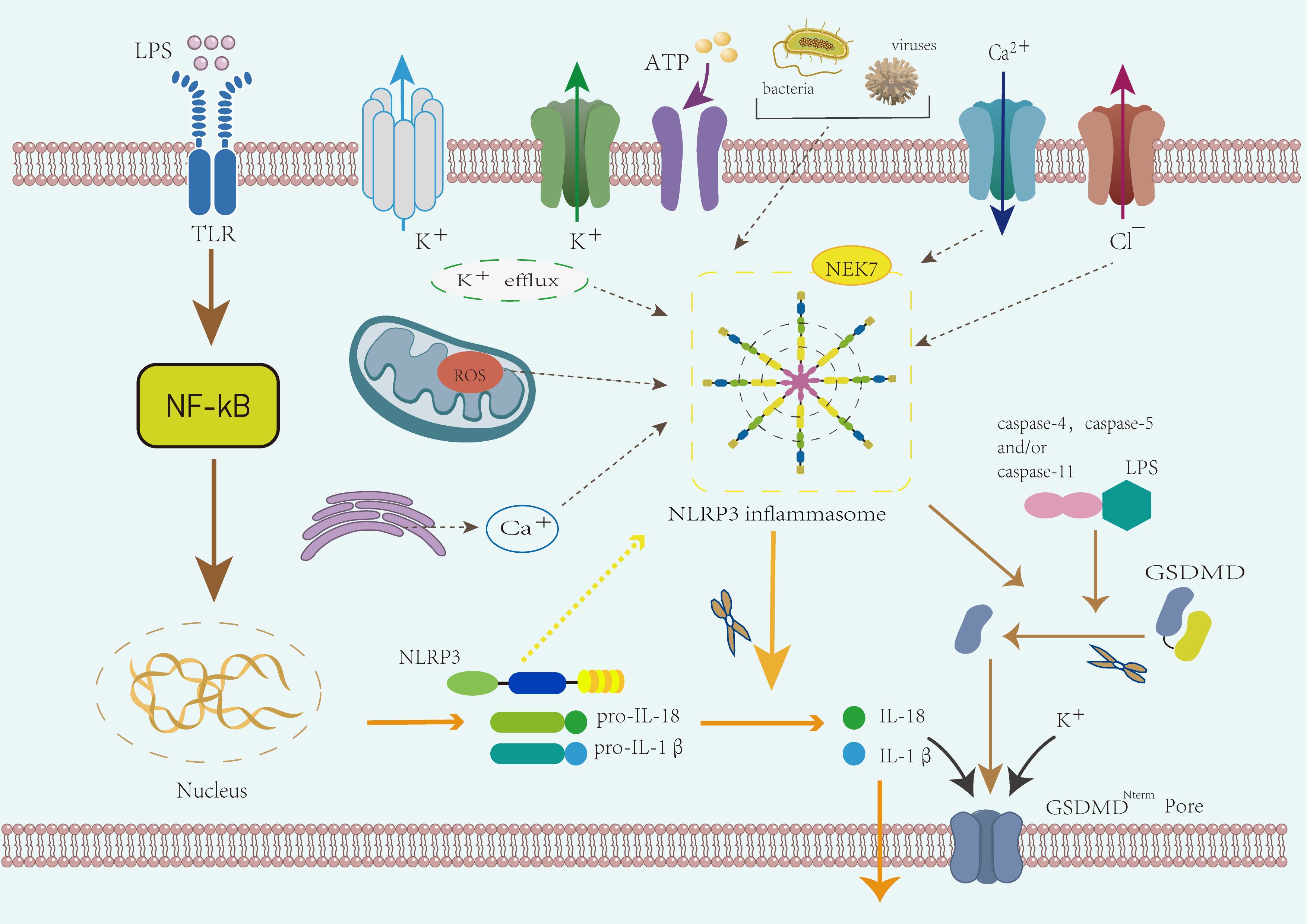 Diagram illustrating the activation of the NLRP3 inflammasome. It shows TLR activation by LPS leading to NF-kB signaling, resulting in NLRP3 expression. Potassium efflux, ROS from mitochondria, calcium influx, and ATP release from pathogens also activate NLRP3. NEK7 associates with NLRP3, assembling the inflammasome. Pro-IL-18 and pro-IL-1β are cleaved to IL-18 and IL-1β by caspase-1. LPS activates caspase-4, 5, and/or 11, leading to gasdermin D cleavage and pore formation, enabling cytokine release.