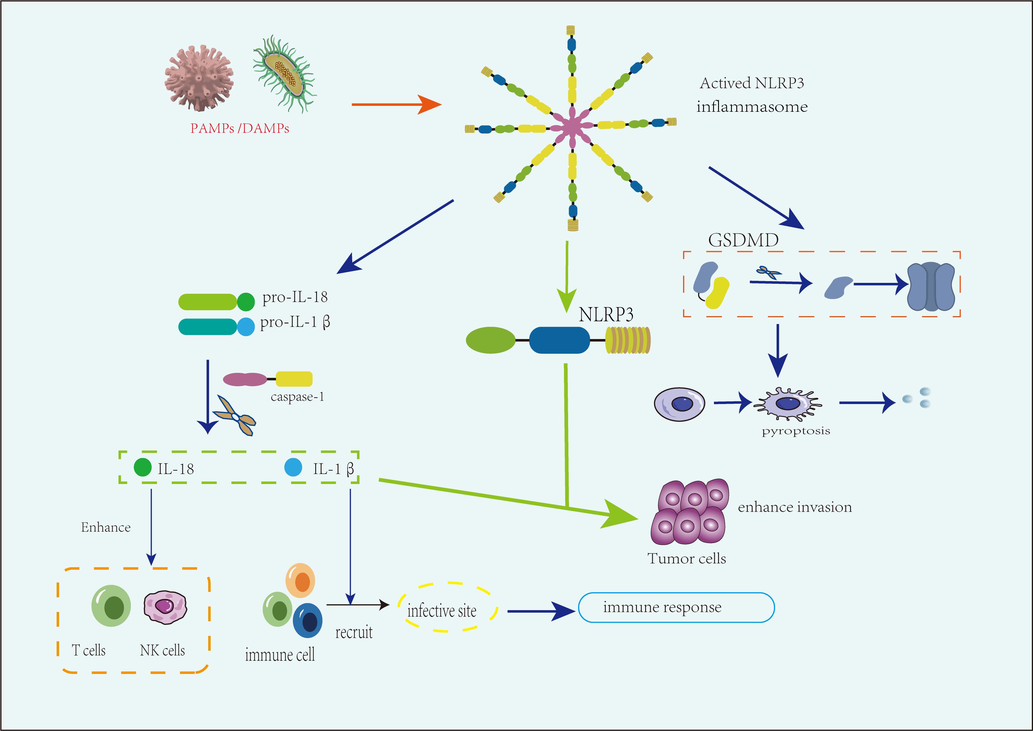 Diagram illustrating the process of NLRP3 inflammasome activation by PAMPs/DAMPs, leading to the conversion of pro-IL-18 and pro-IL-1β by caspase-1. This enhances T and NK cell activity and recruits immune cells to the infection site. It also shows GSDMD involvement in pyroptosis and tumor cell invasion enhancement, contributing to an immune response.