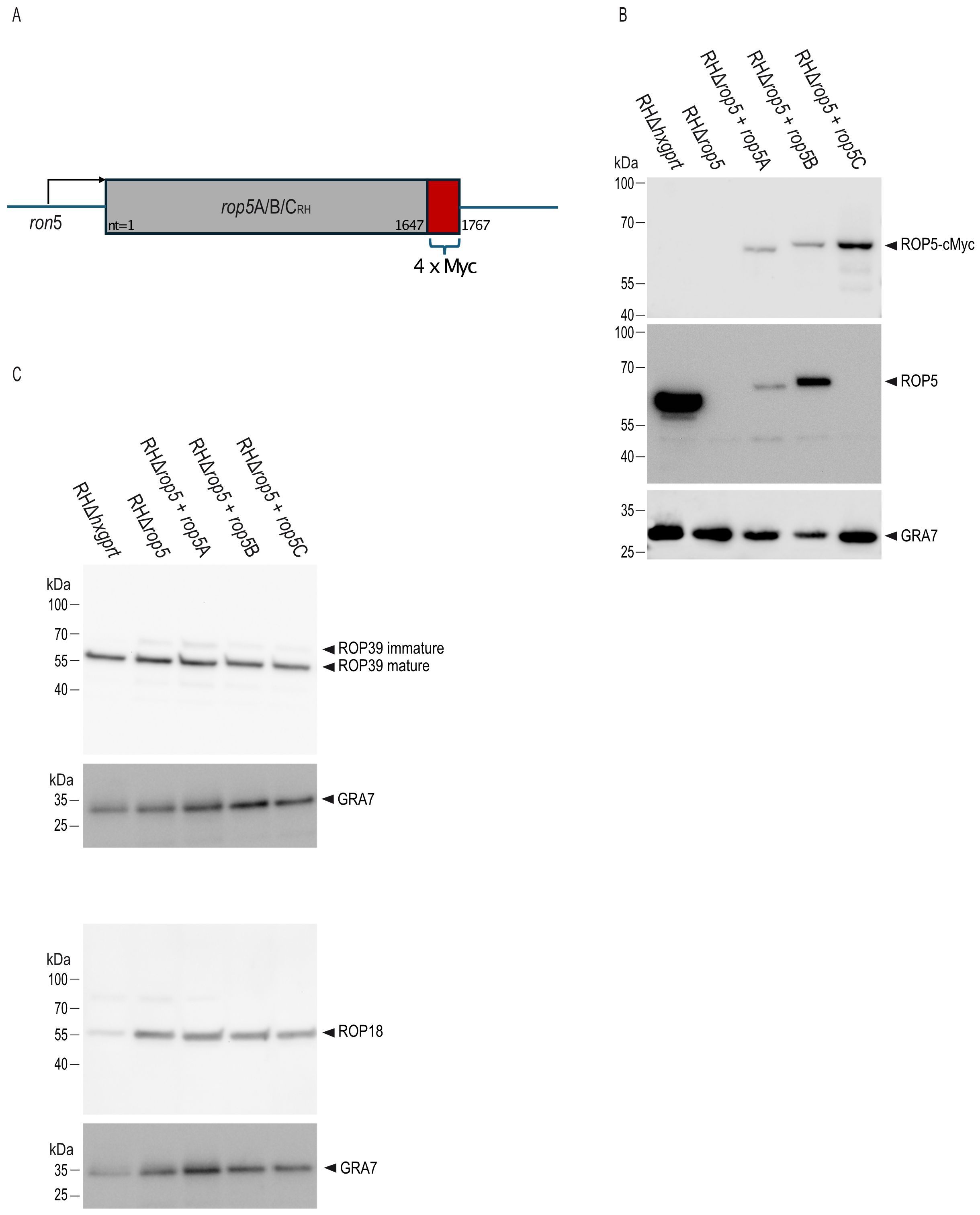 Diagram and Western blot analysis of ROP5 and related proteins. Panel A shows a schematic of RH rop5A/B/C genes carrying a 4x Myc tag at the C-terminus. Panel B indicates expression of cMyc-ROP5, ROP5, and GRA7 in parental and transgenic strains (RHΔhxgprt, RHΔrop5, RHΔrop5+rop5A/B/C). Panel C displays expression levels of ROP39,GRA7, and ROP18 across parental and transgenic strains.