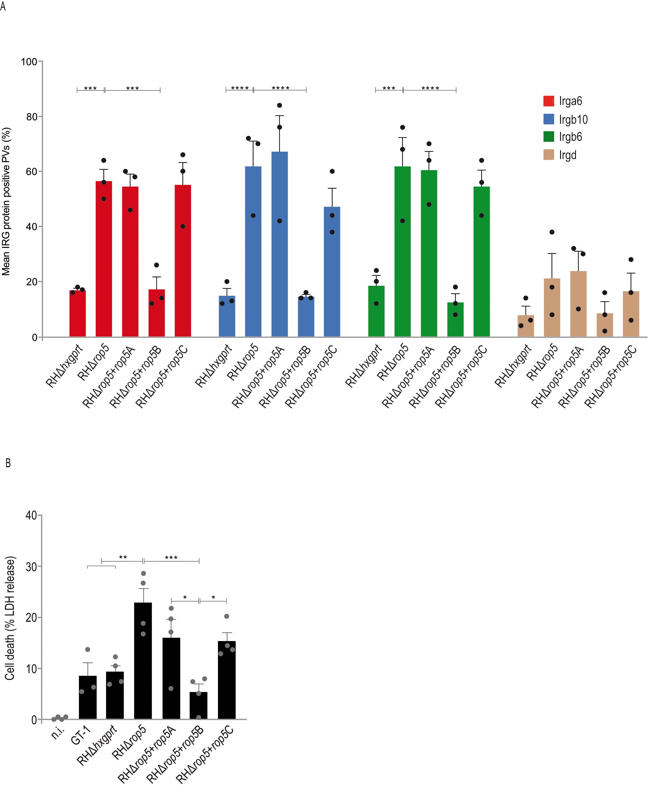 Bar graphs showing mean percentages of IRG protein-positive vacuoles and cell death percentages. Graph A highlights four proteins: Irga6 (red), Irgb10 (blue), Irgb6 (green), and Irgd (brown), across parental and transgenic strains with significant differences marked. Graph B displays cell death percentage, also with significant differences marked by asterisks. Error bars detail variations.