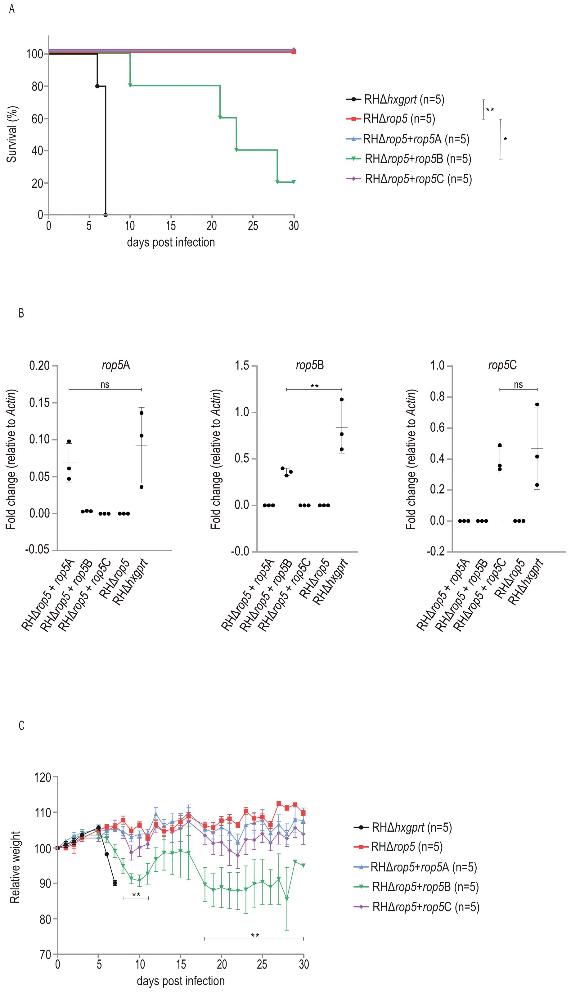 Survival and weight curves and rop5 transcript levels are presented. A: Kaplan-Meier survival curve showing percentage survival over 30 days for parental and transgenic strains, with statistical significance denoted by asterisks. B: Expression analysis of rop5A, rop5B, and rop5C transcripts, presented as fold change relative to Actin. Statistical significance for rop5B marked by asterisks. C: Line graph depicting relative weight changes over 30 days post-infection for the same groups. Error bars detail variations.